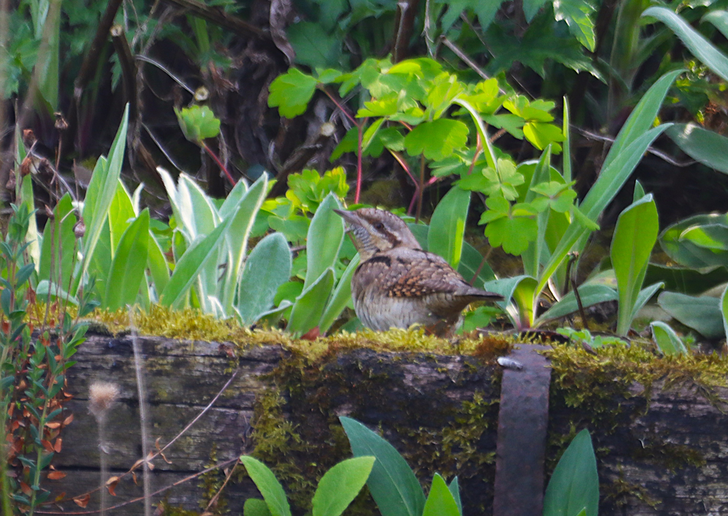 Wryneck - 26-04-2025