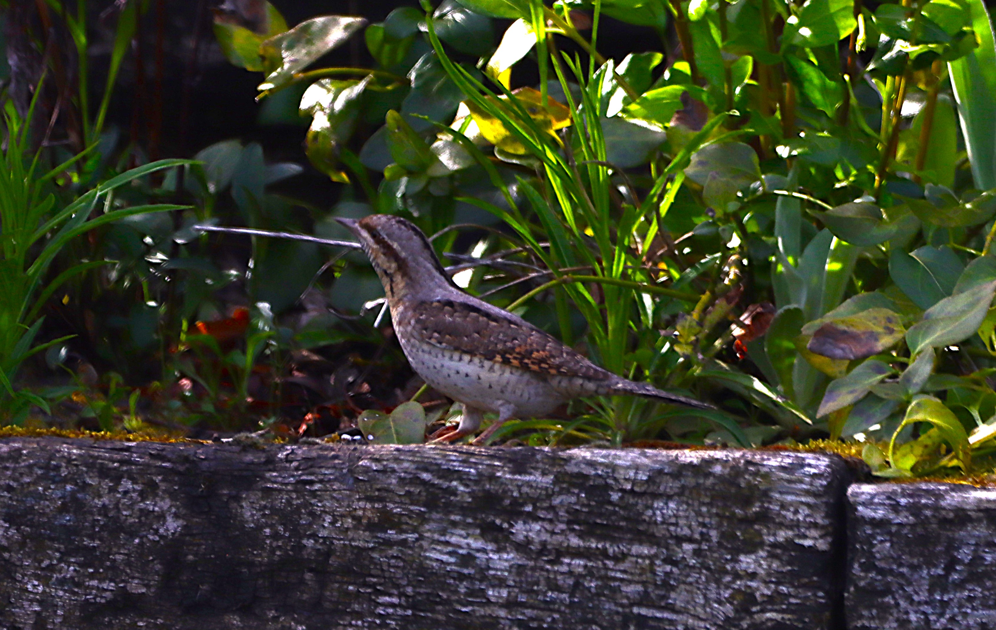 Wryneck - 28-04-2025
