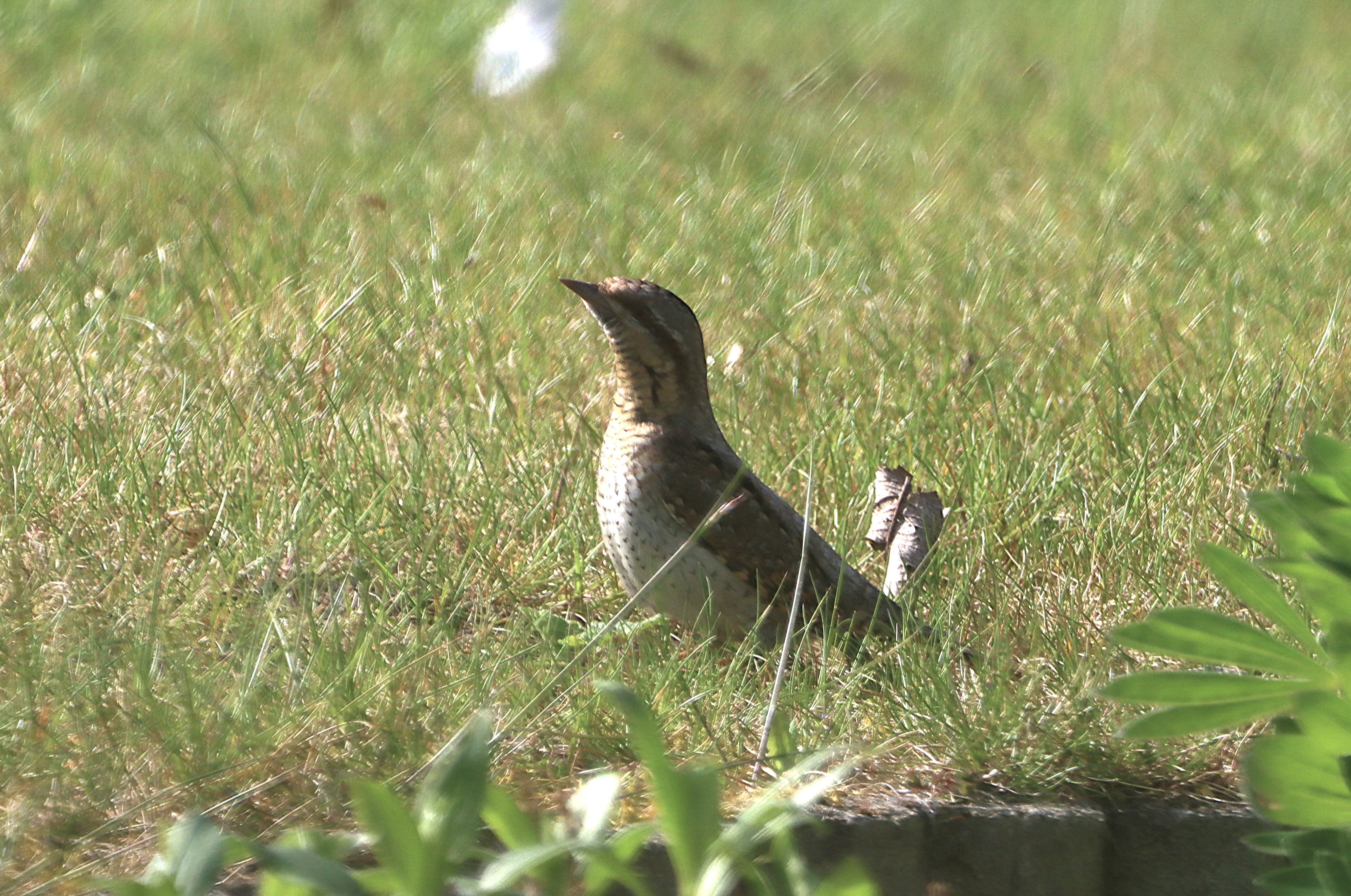 Wryneck - 28-04-2025