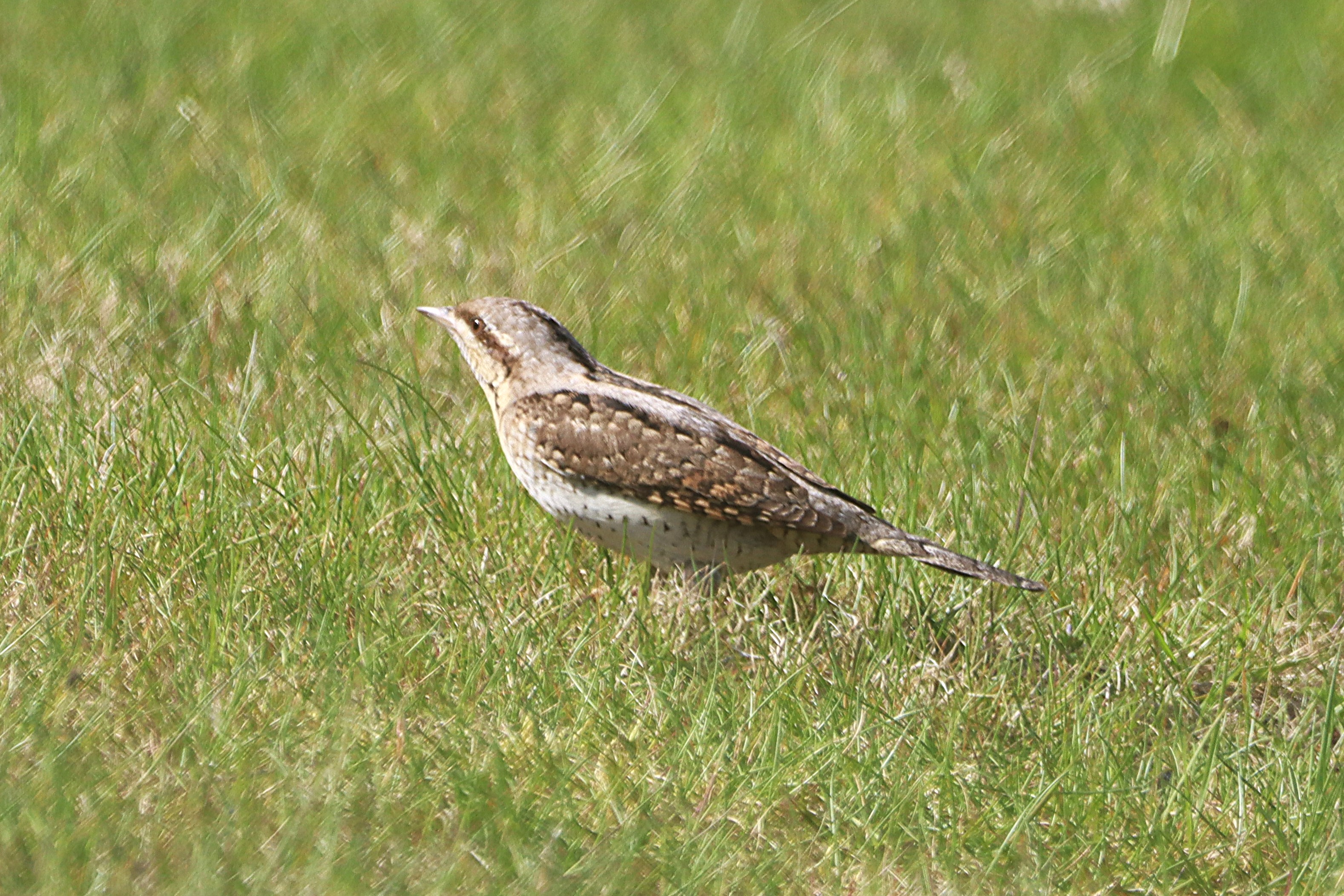 Wryneck - 28-04-2025