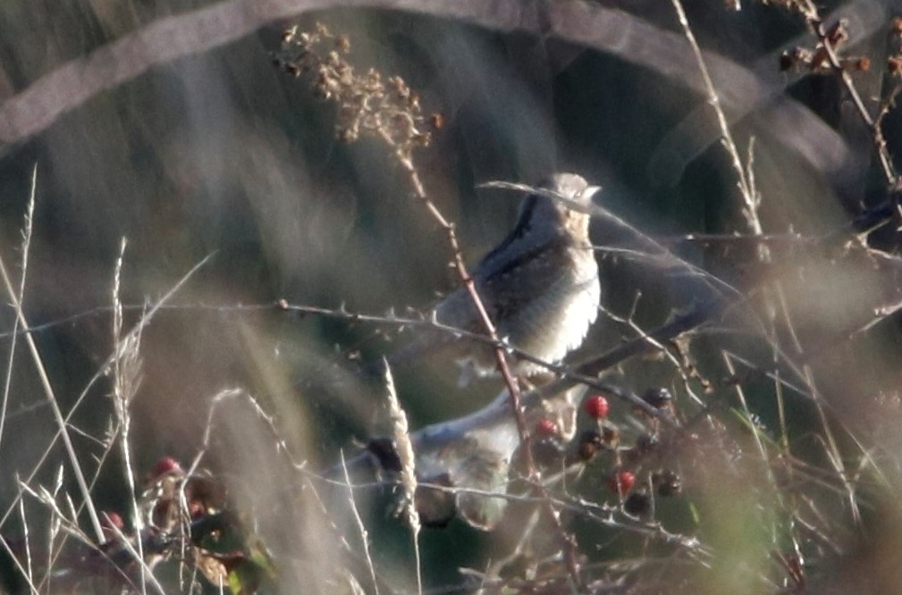 Wryneck - 23-09-2021