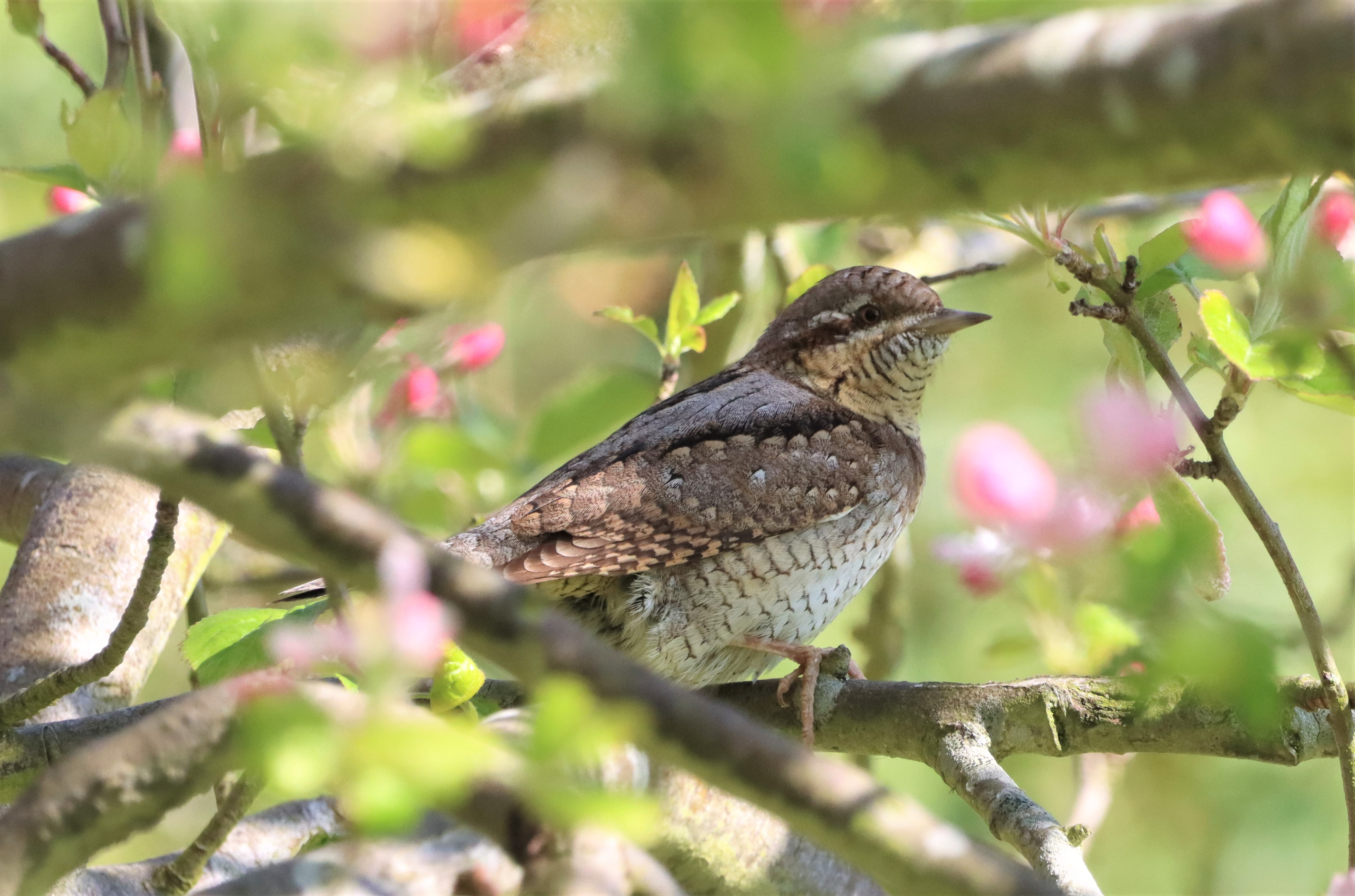 Wryneck - 30-04-2022