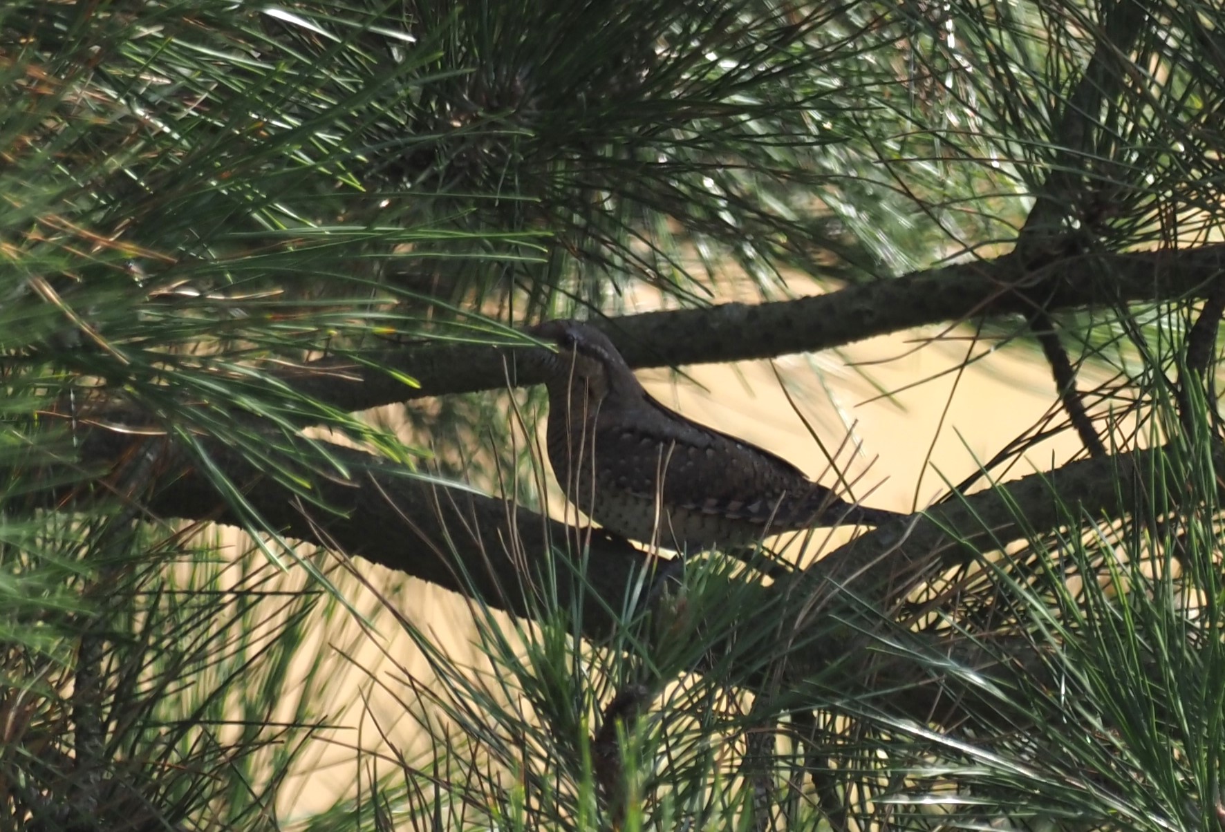 Wryneck - 01-09-2024