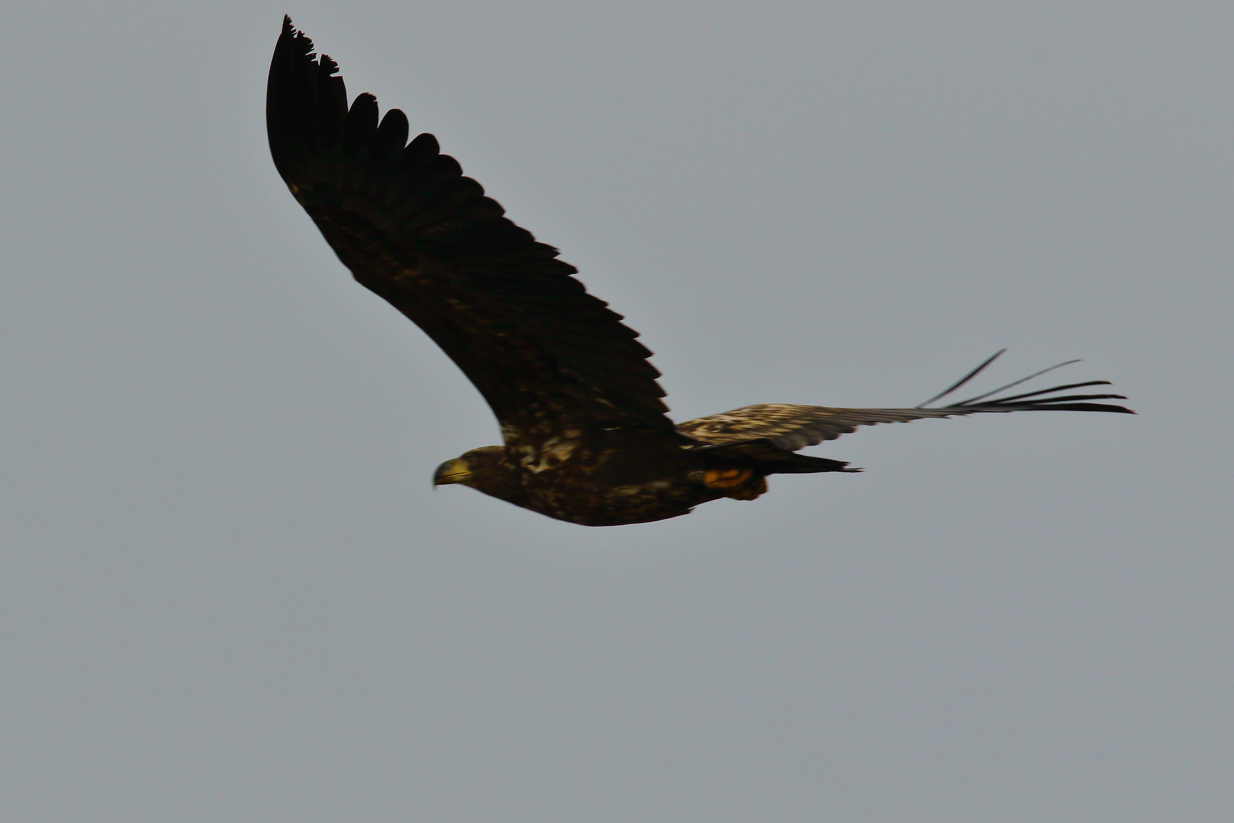 White-tailed Eagle - 28-01-2022