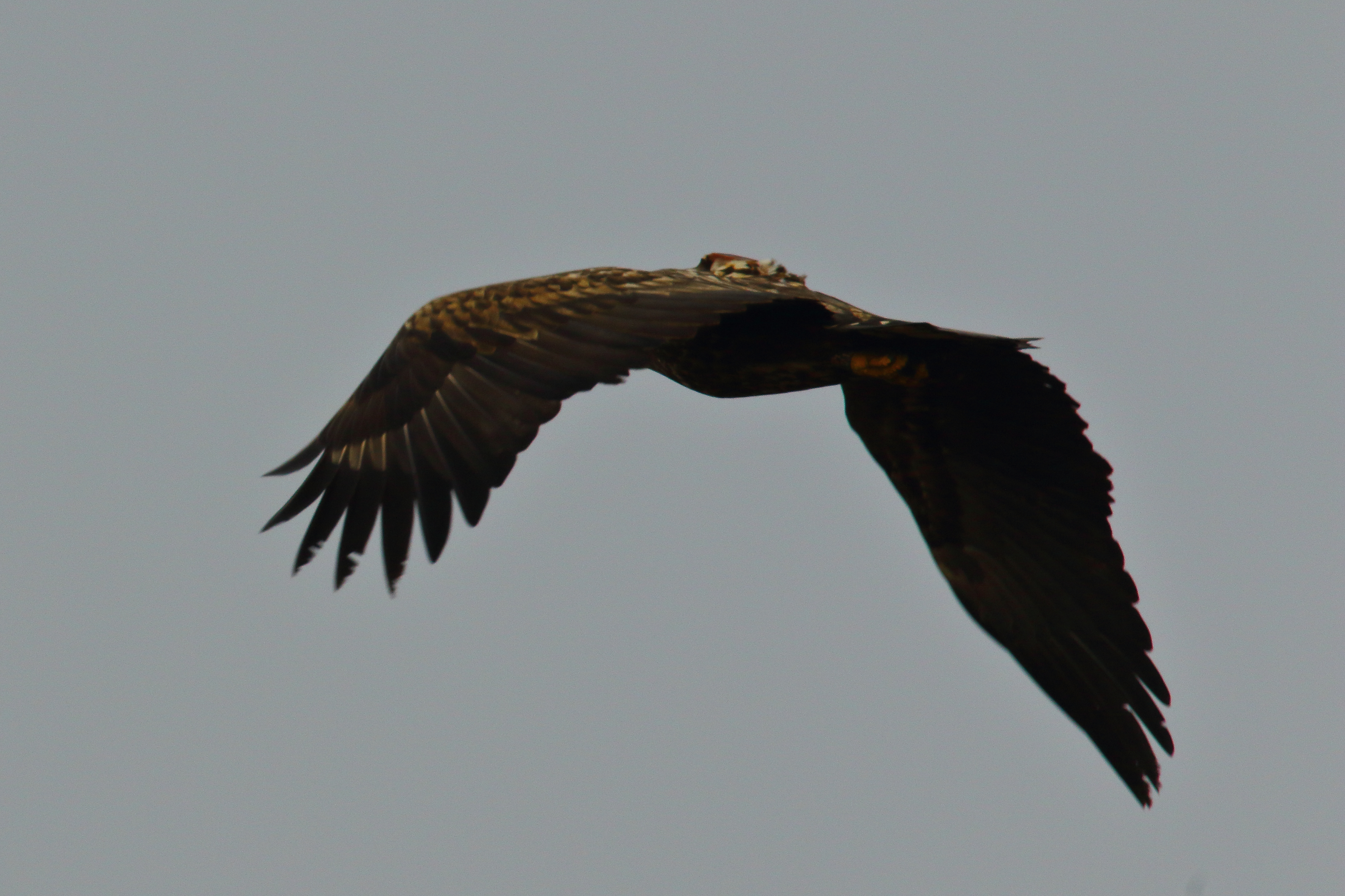 White-tailed Eagle - 28-01-2022