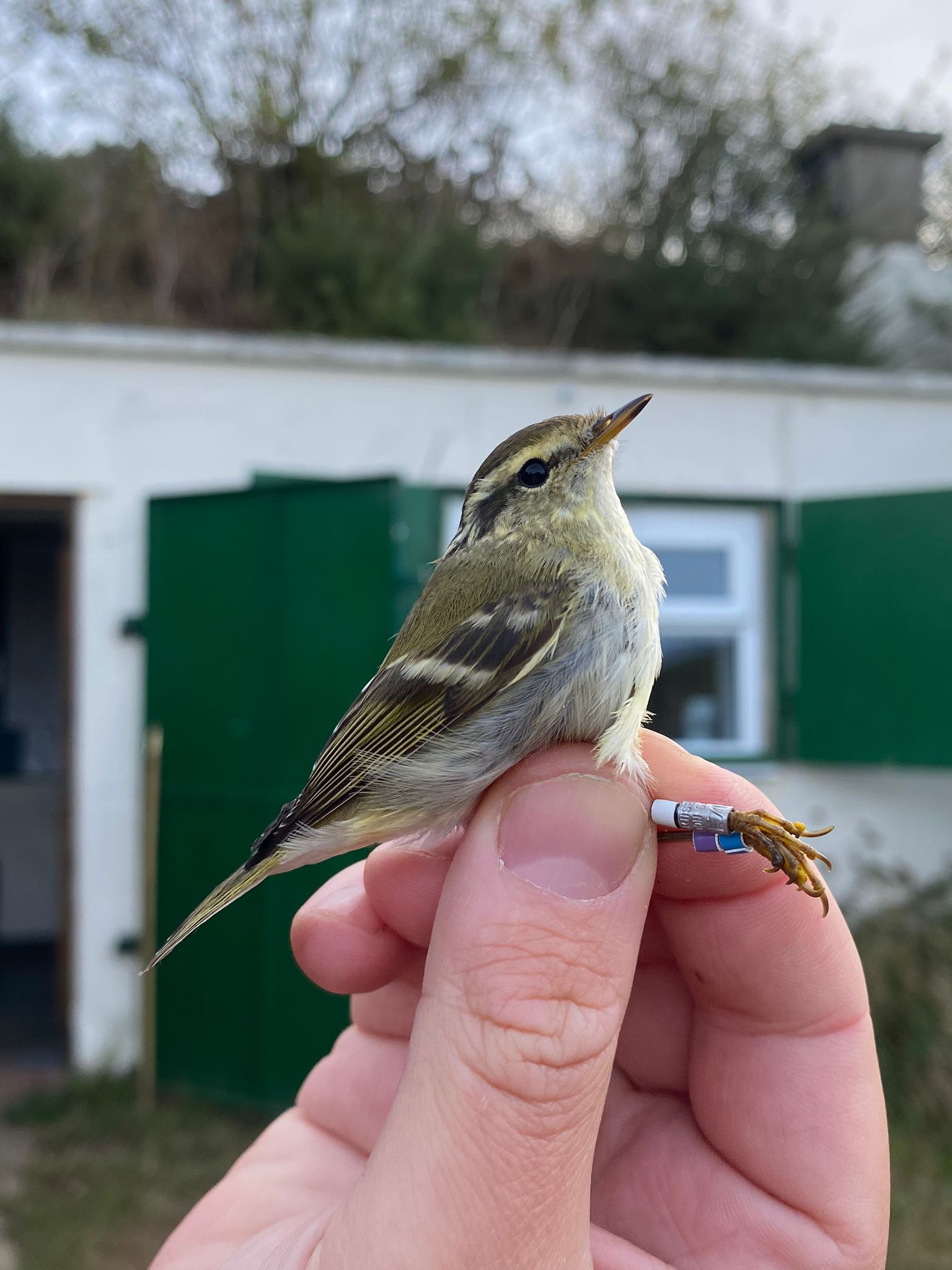 Yellow-browed Warbler - 29-09-2024