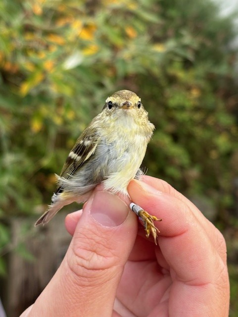 Yellow-browed Warbler - 29-09-2024