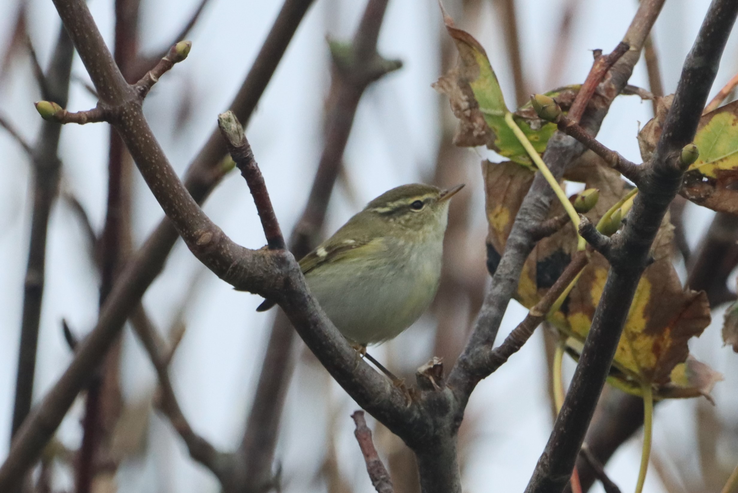 Yellow-browed Warbler - 13-11-2022