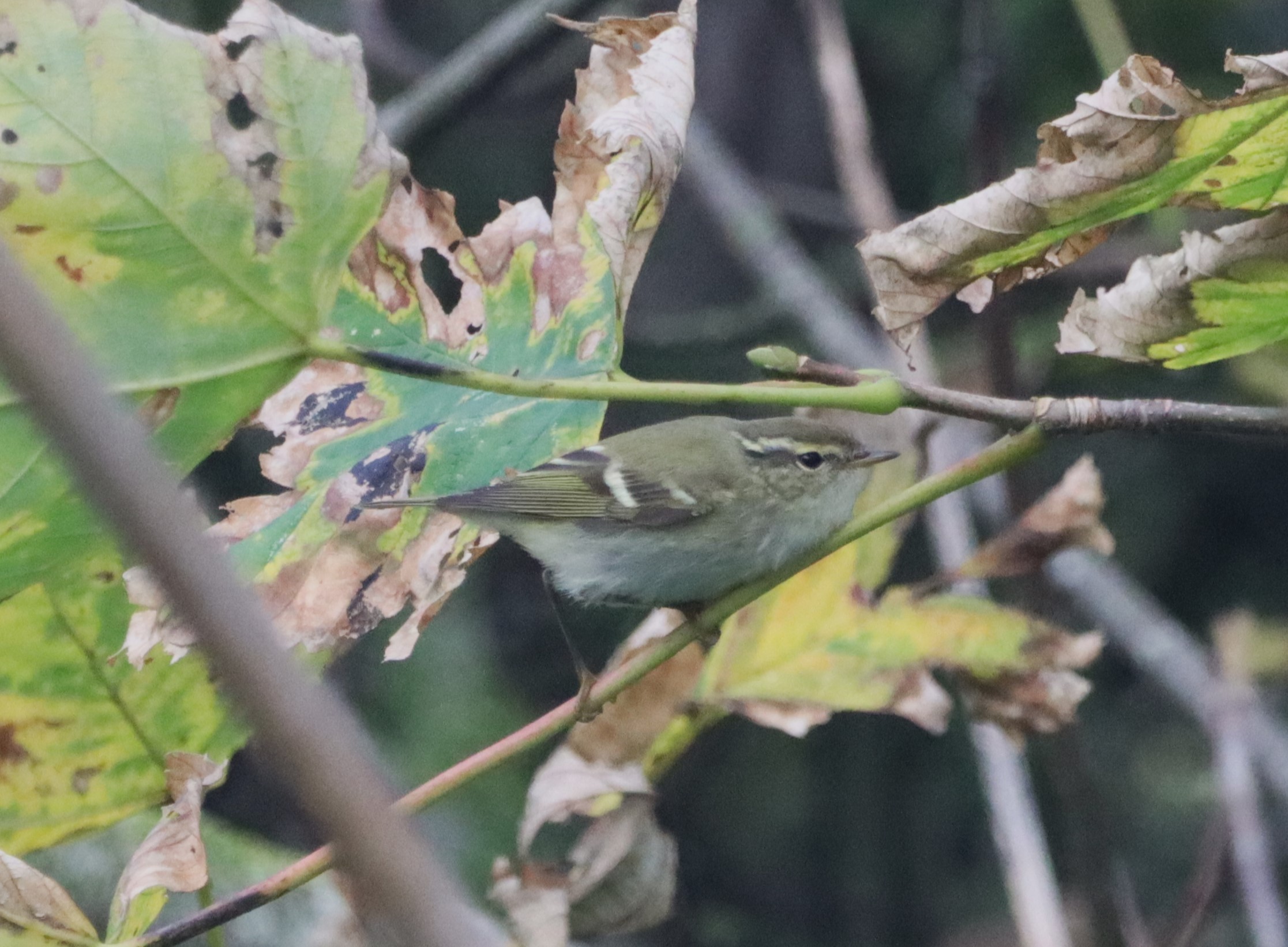 Yellow-browed Warbler - 13-11-2022