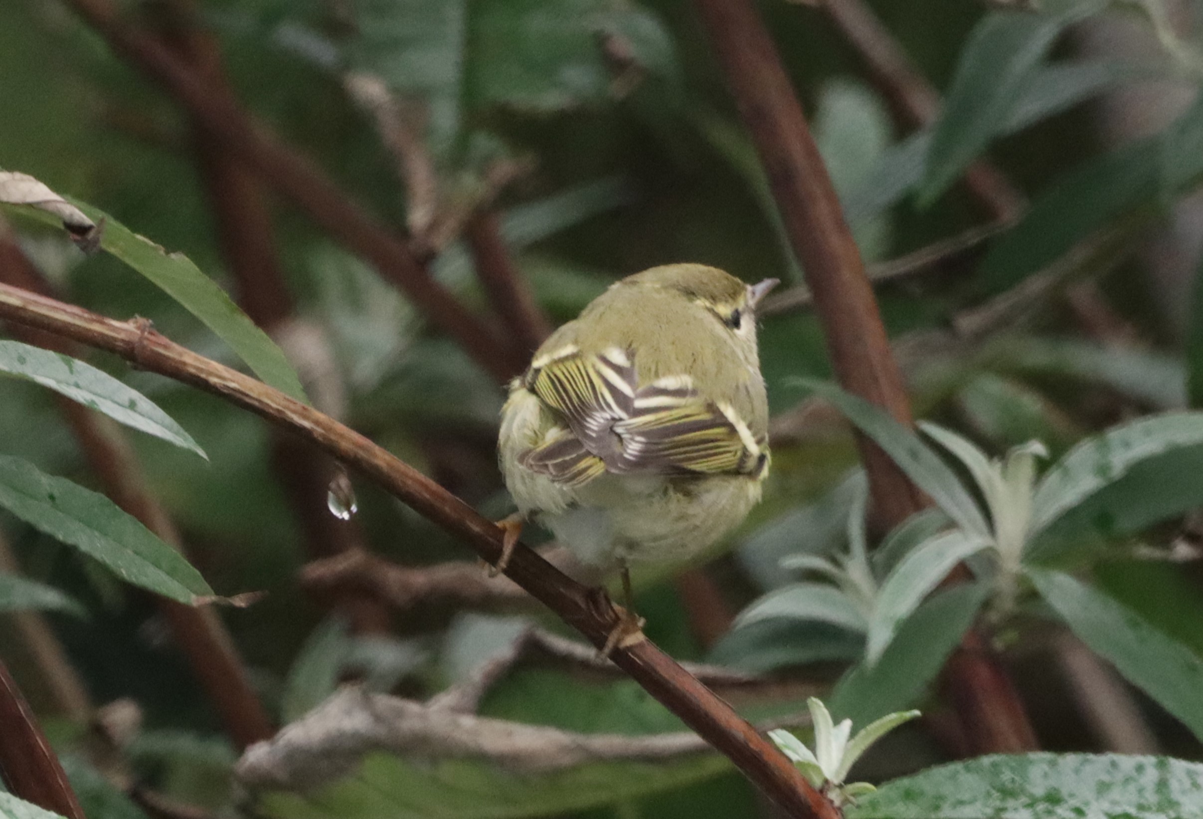 Yellow-browed Warbler - 26-09-2024