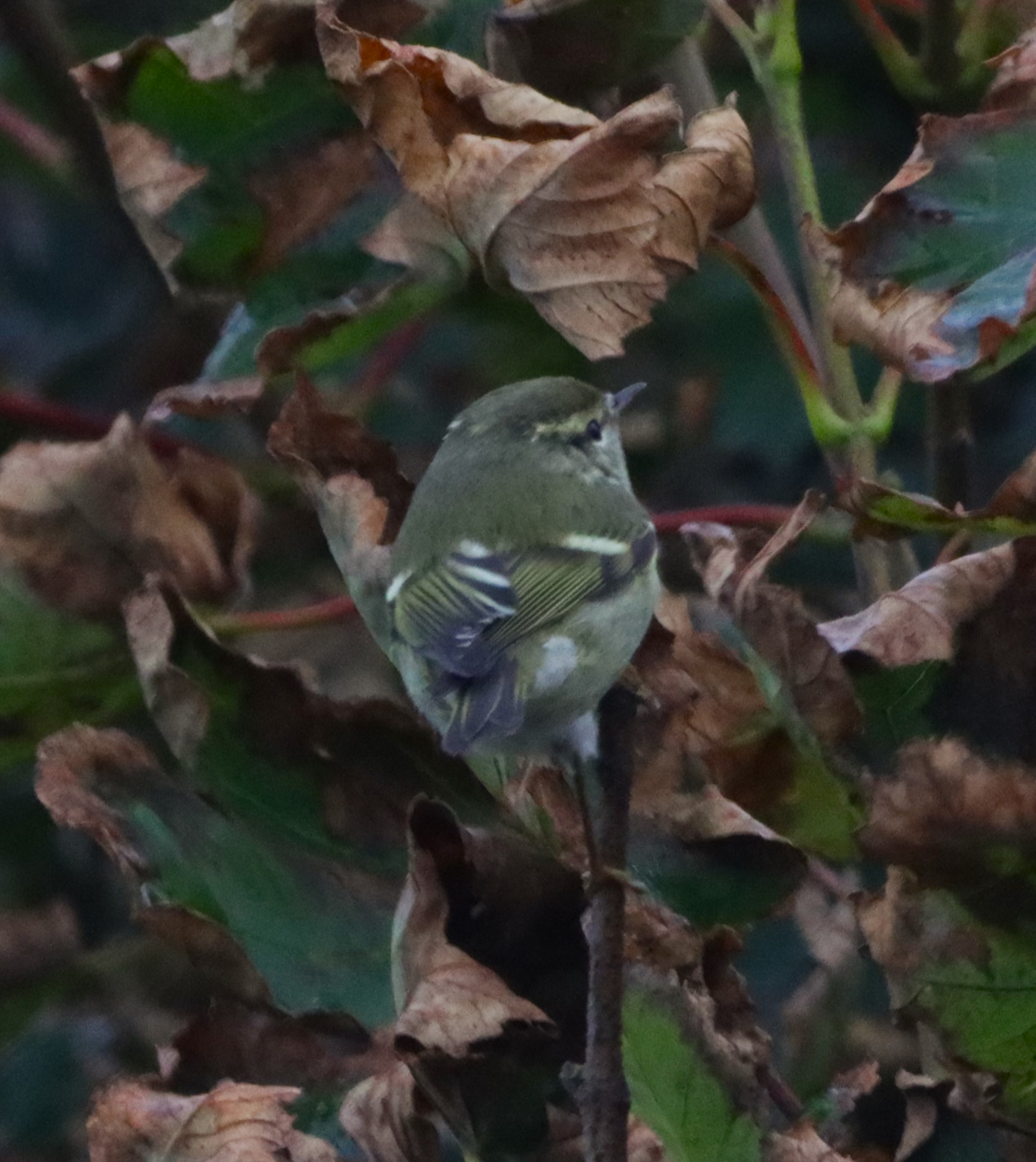 Yellow-browed Warbler - 26-09-2024