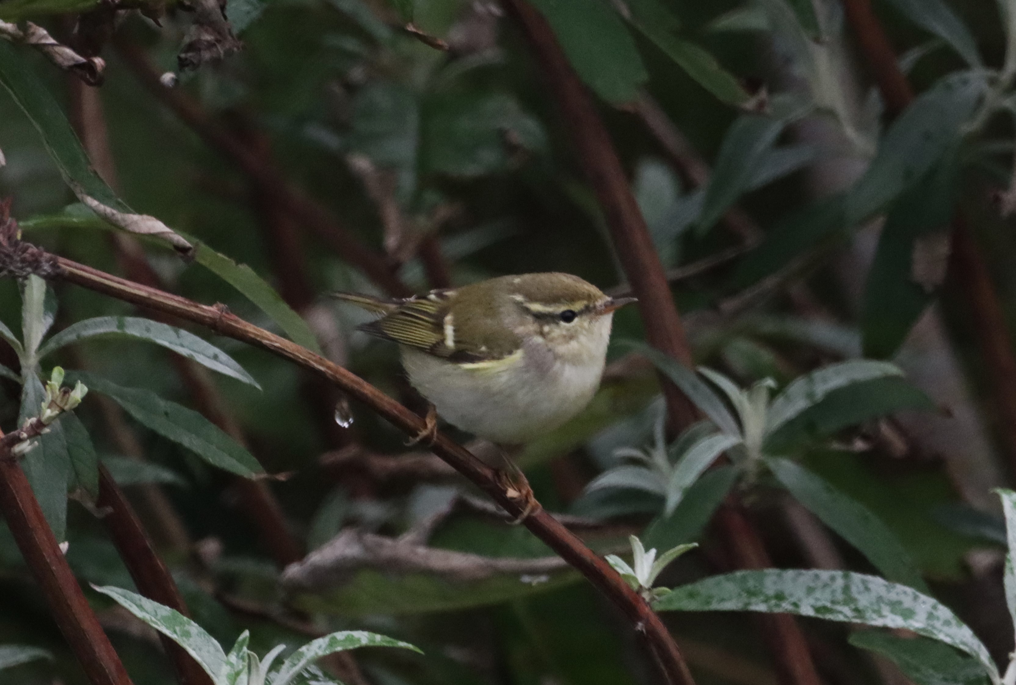 Yellow-browed Warbler - 26-09-2024