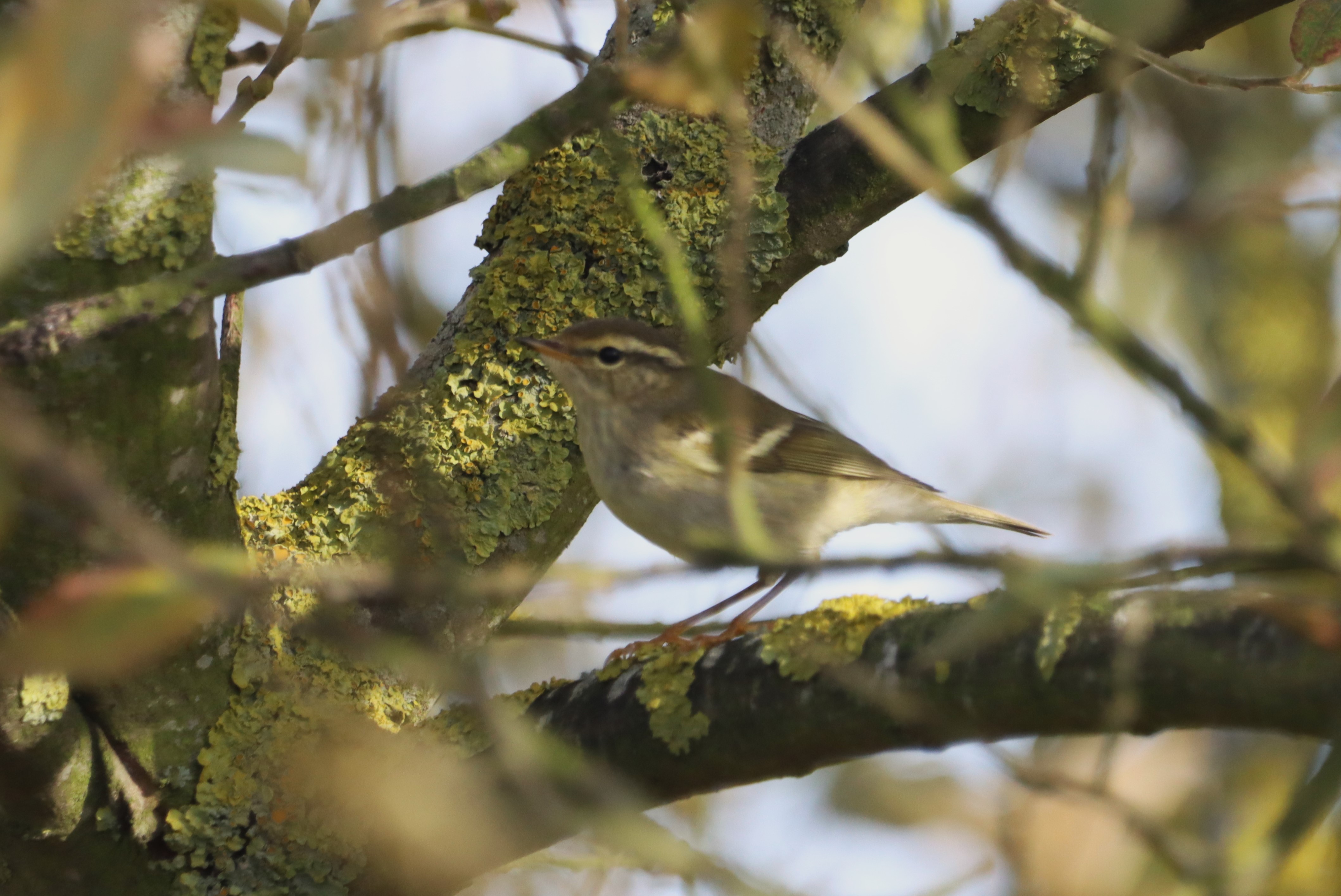 Yellow-browed Warbler - 09-10-2023