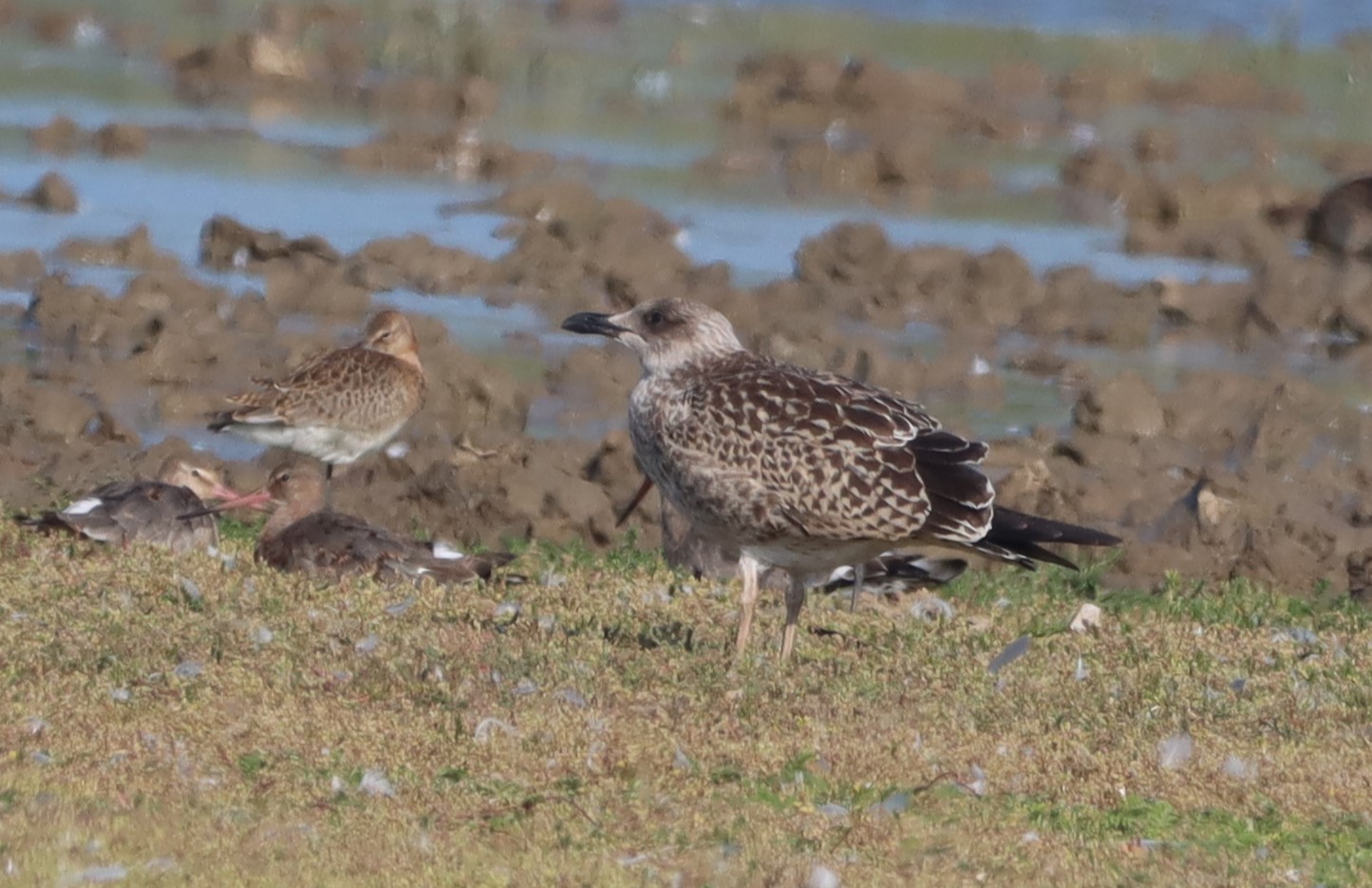Yellow-legged Gull - 15-08-2025