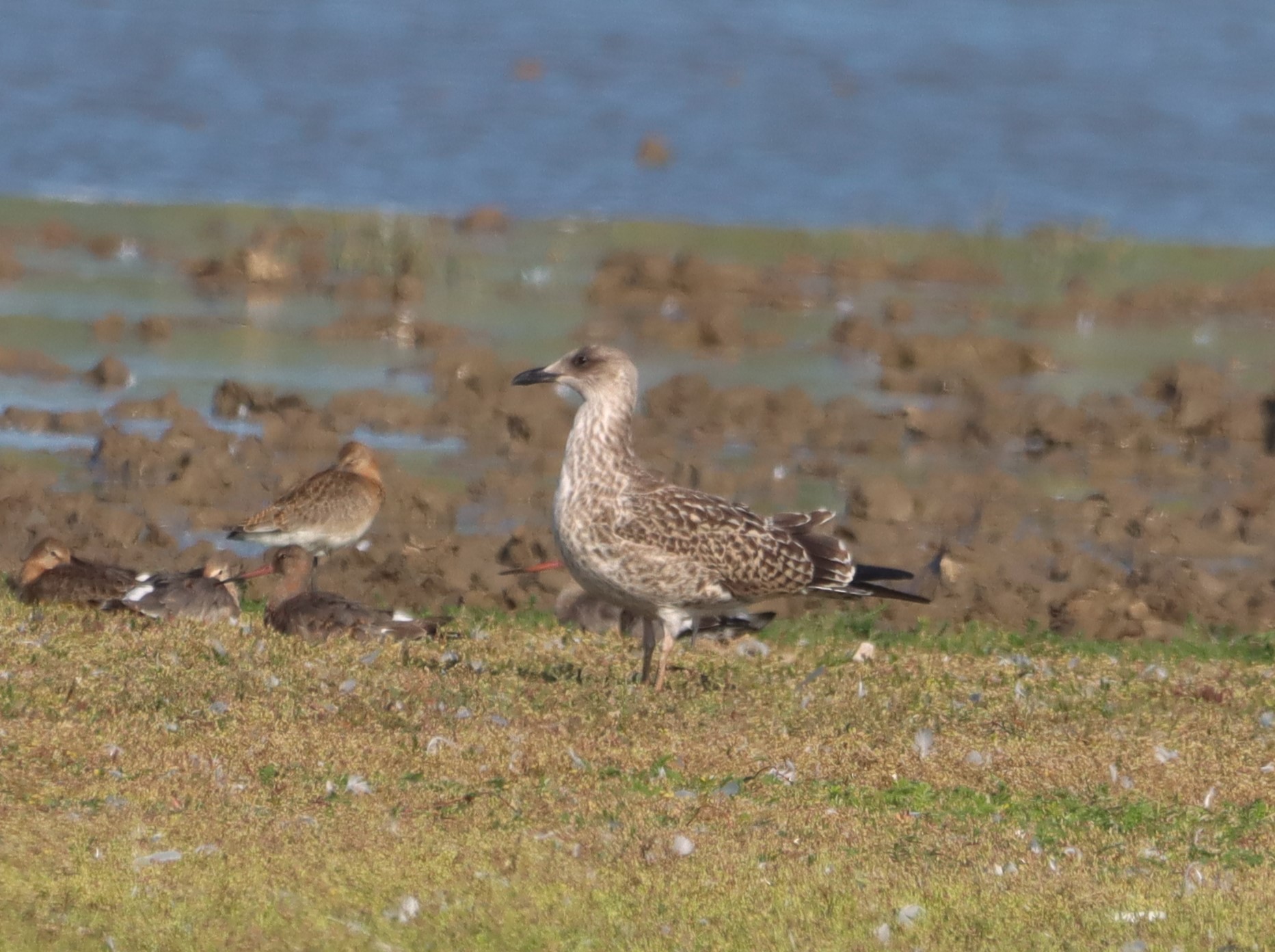 Yellow-legged Gull - 15-08-2025
