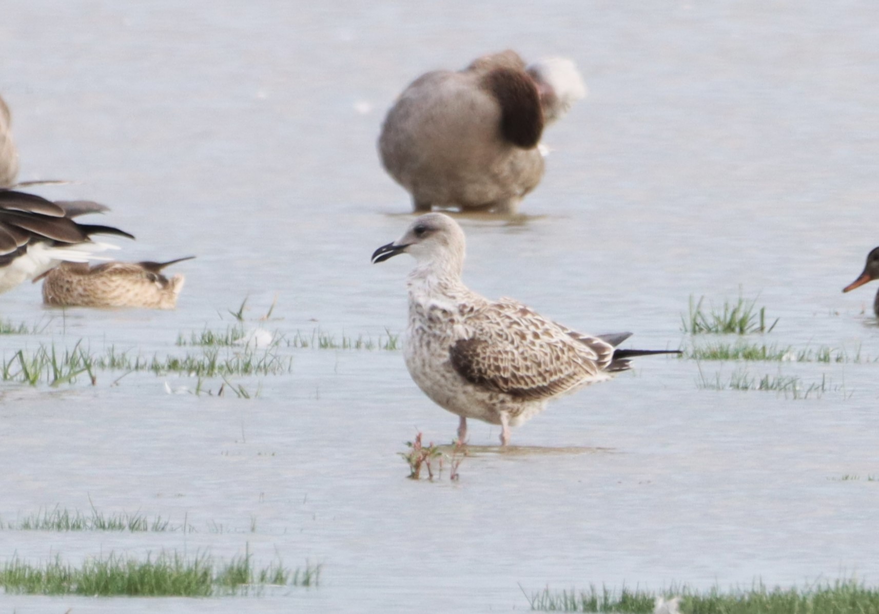 Yellow-legged Gull - 20-08-2026
