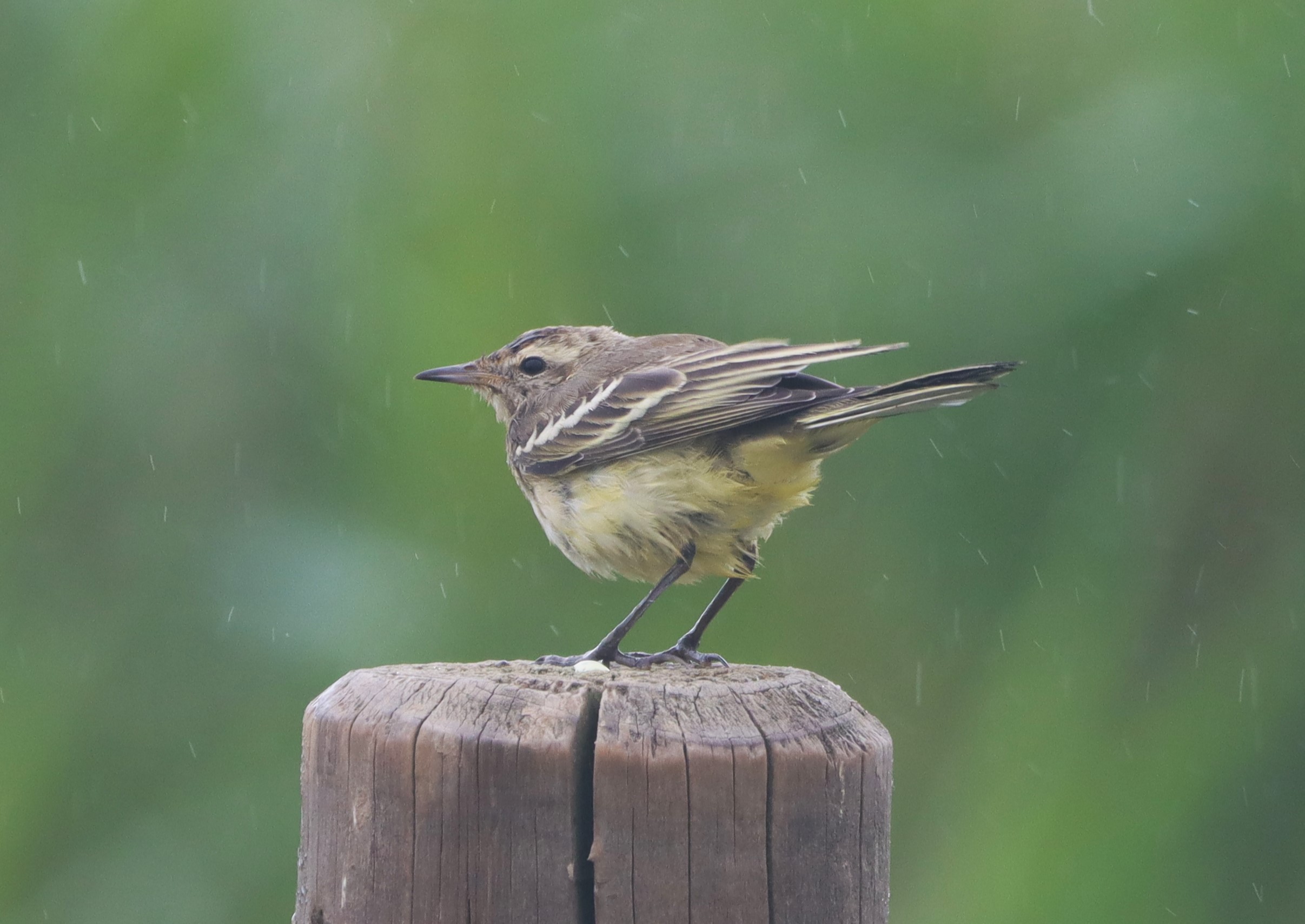 British Yellow Wagtail - 18-07-2026