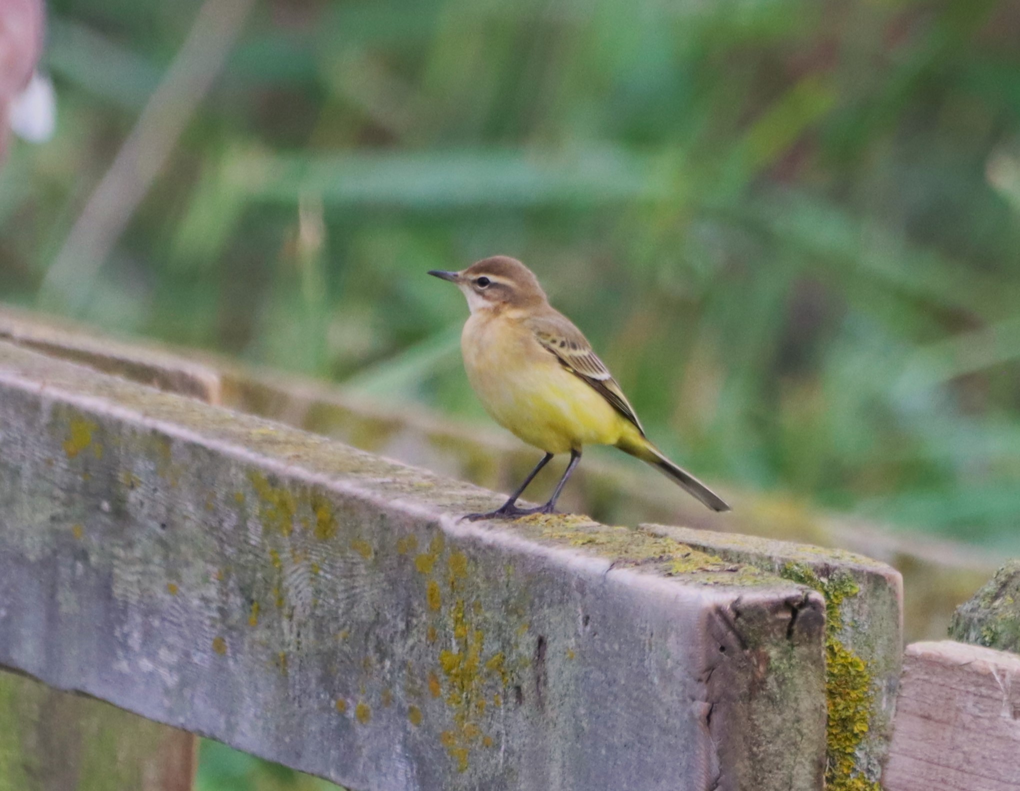 British Yellow Wagtail - 20-08-2026
