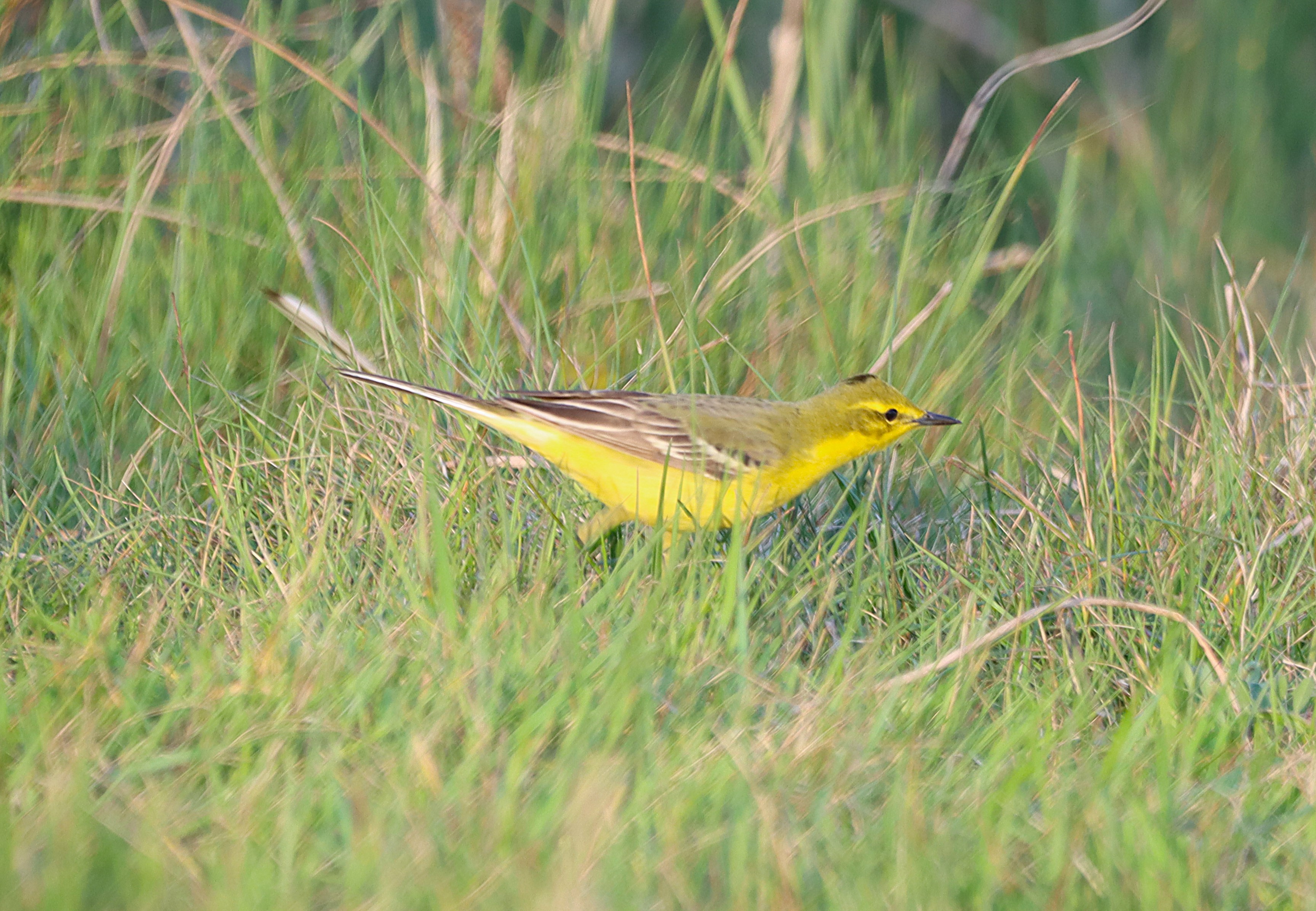 British Yellow Wagtail - 28-04-2025