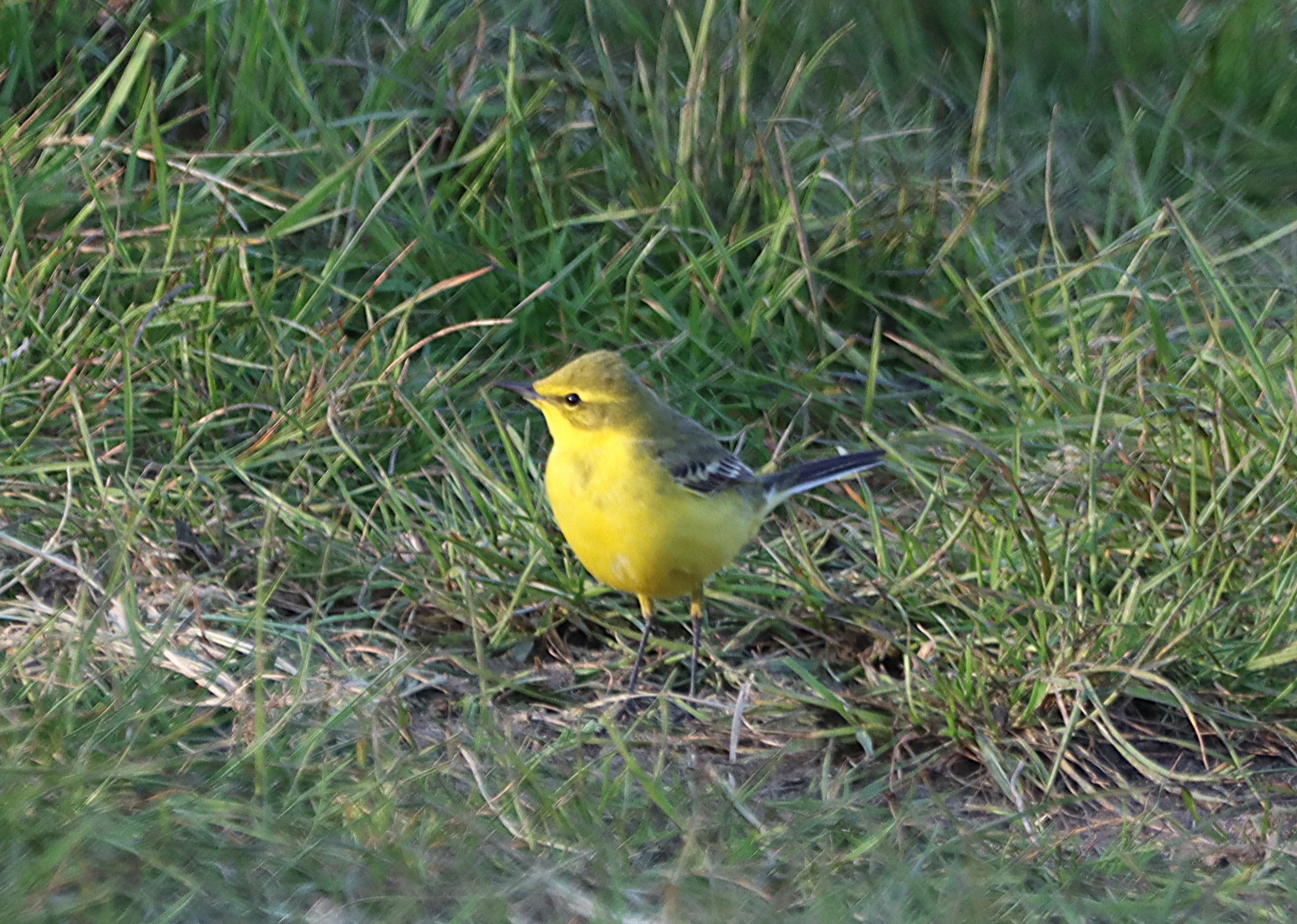 British Yellow Wagtail - 28-04-2025