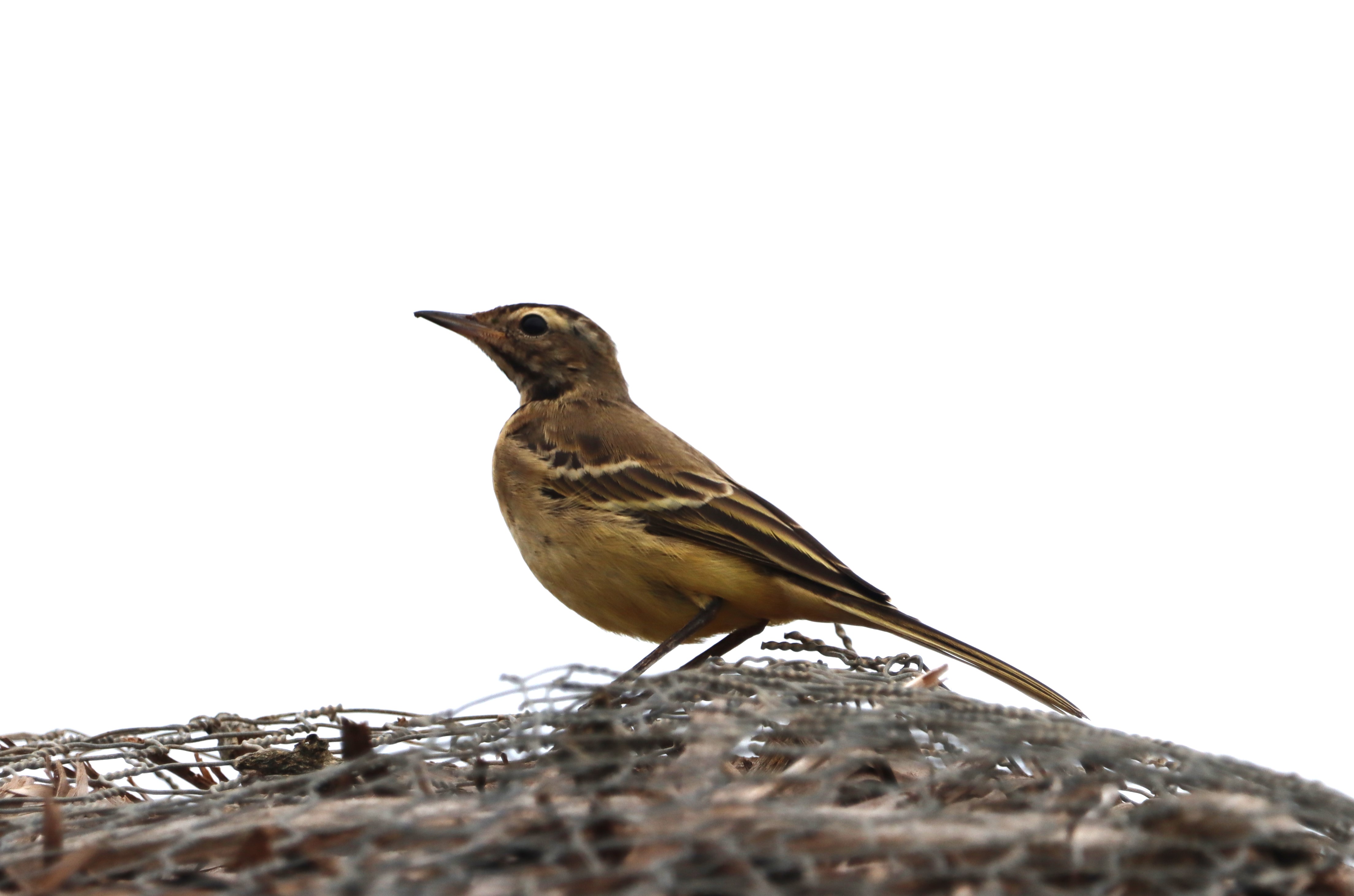 British Yellow Wagtail - 09-07-2023