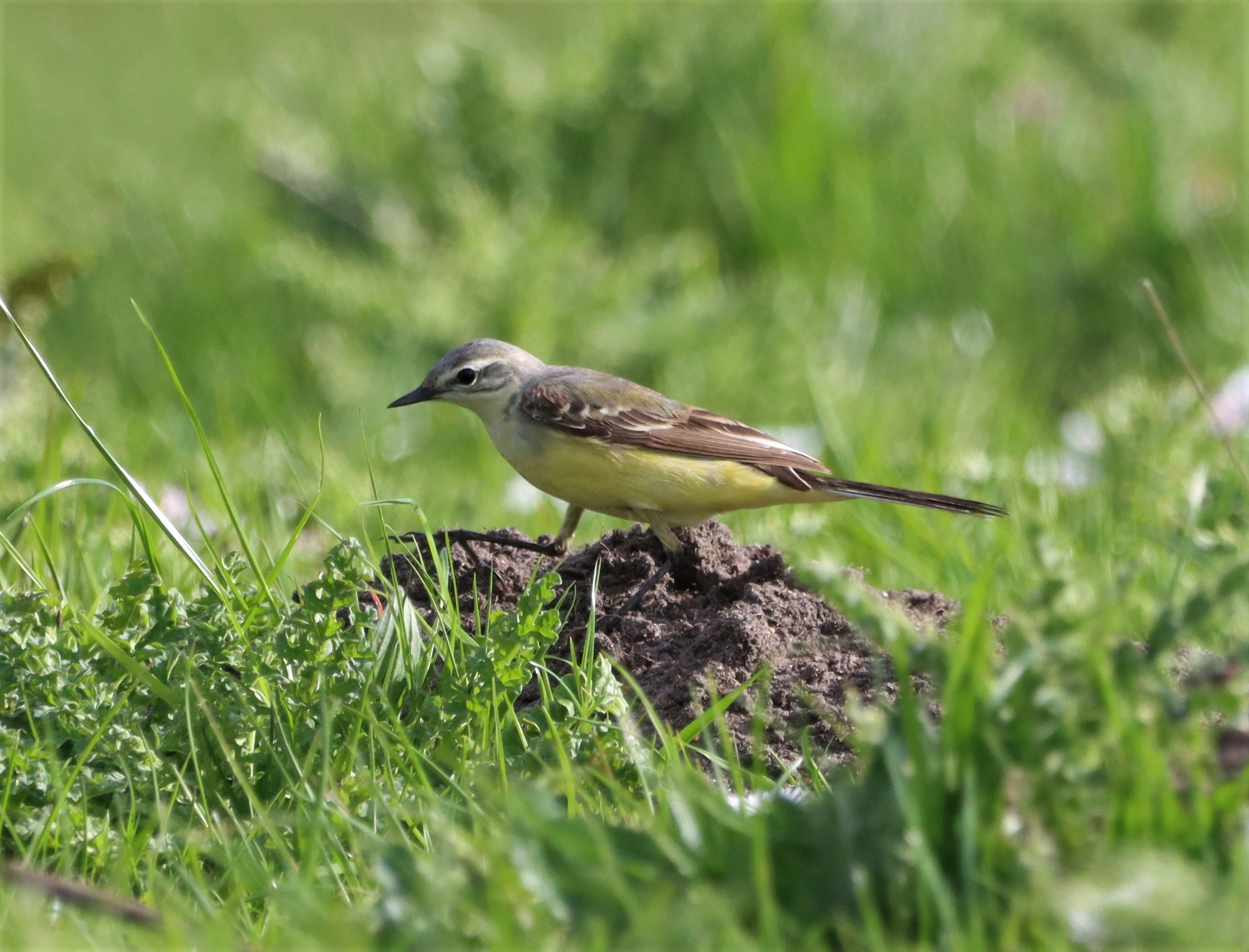 Yellow Wagtail - 10-05-2022