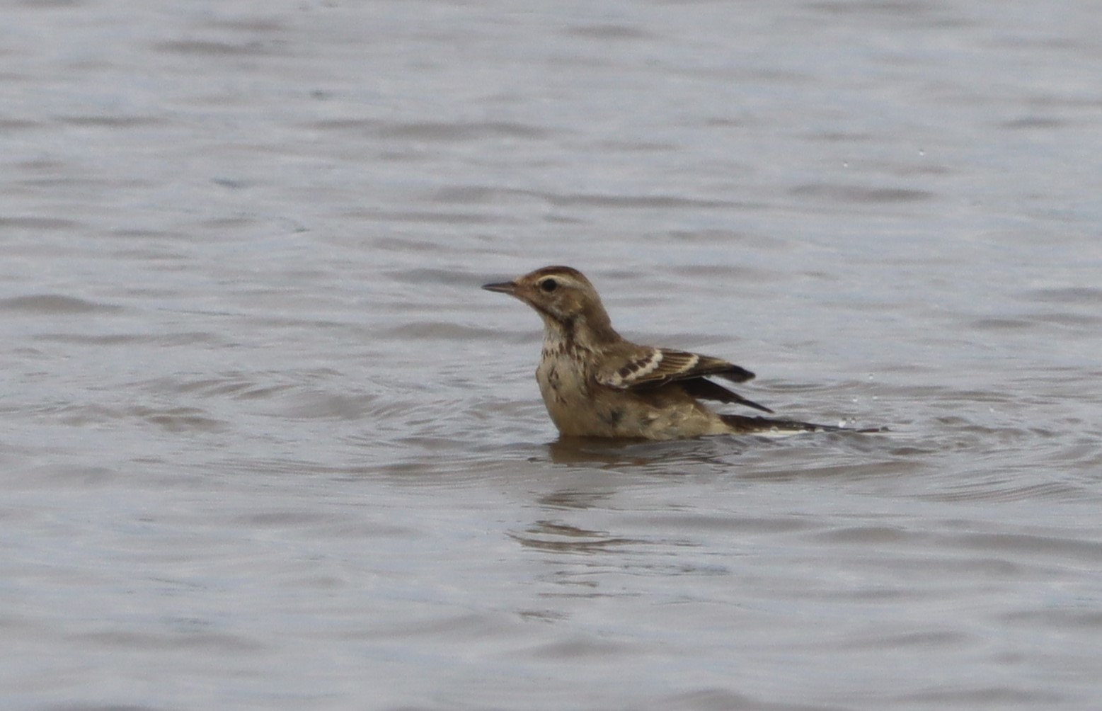 British Yellow Wagtail - 01-08-2023