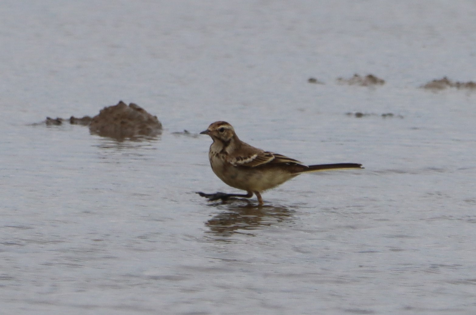 British Yellow Wagtail - 01-08-2023