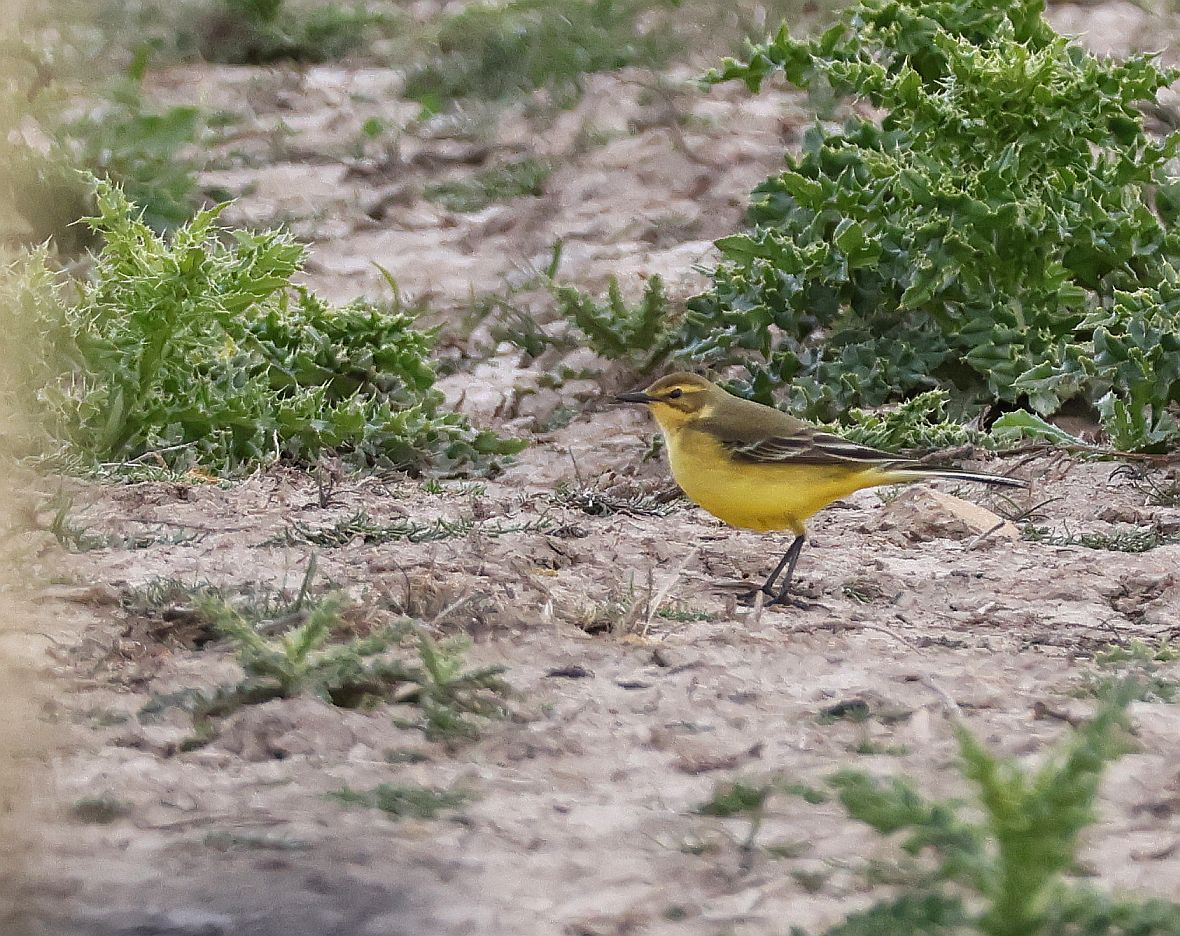 Yellow Wagtail - 12-05-2026