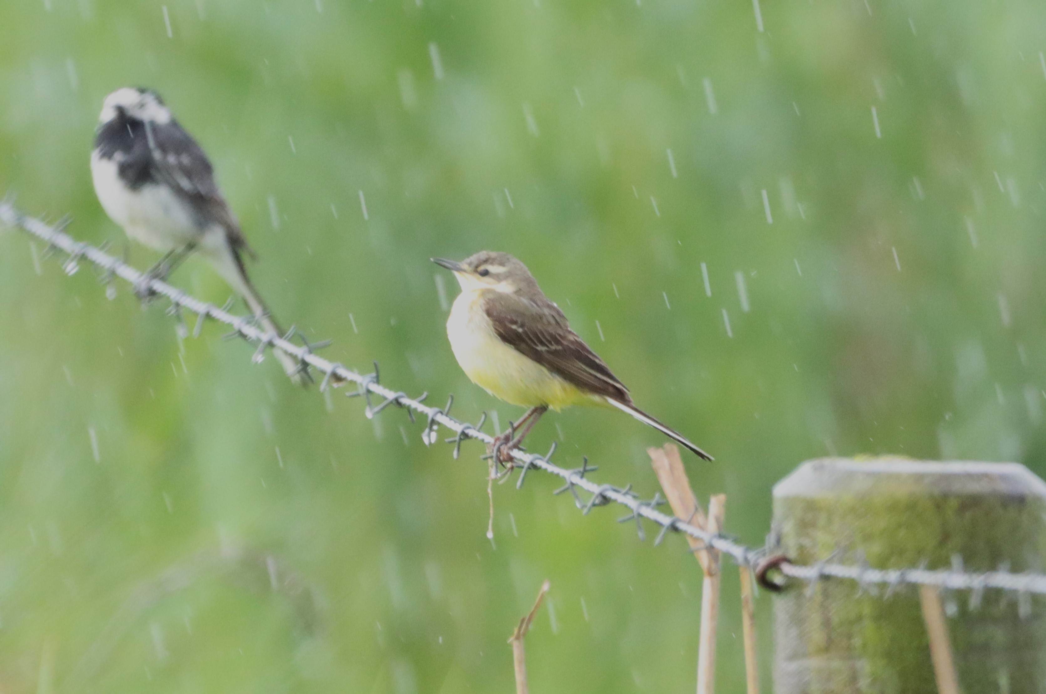 British Yellow Wagtail - 26-05-2024