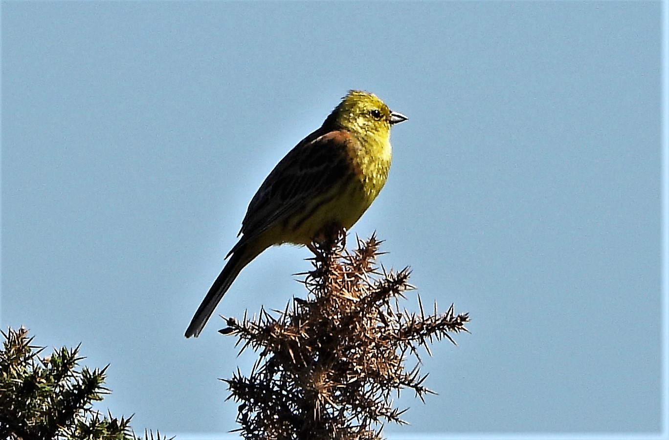 Yellowhammer - 13-06-2021