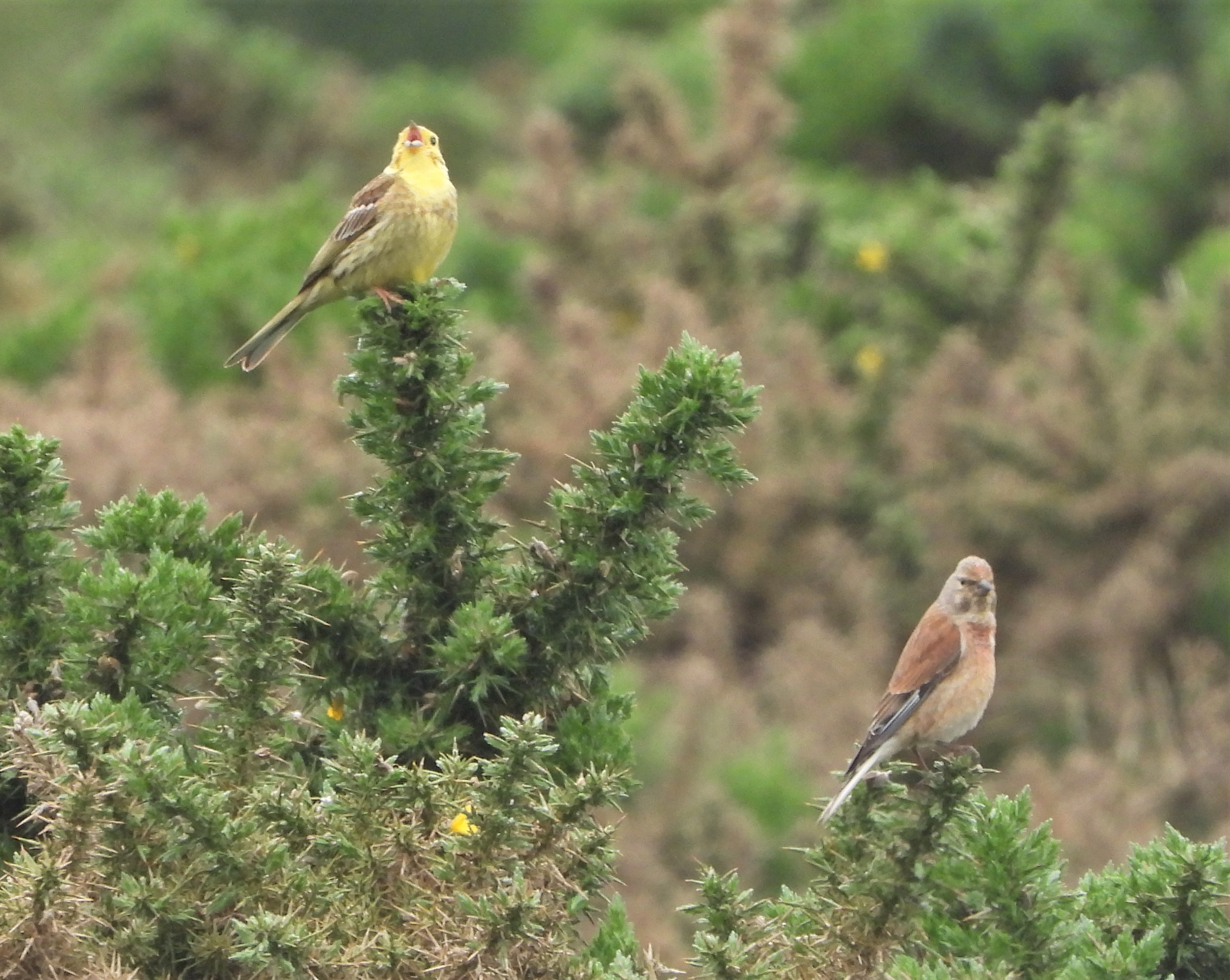 Yellowhammer - 30-06-2021