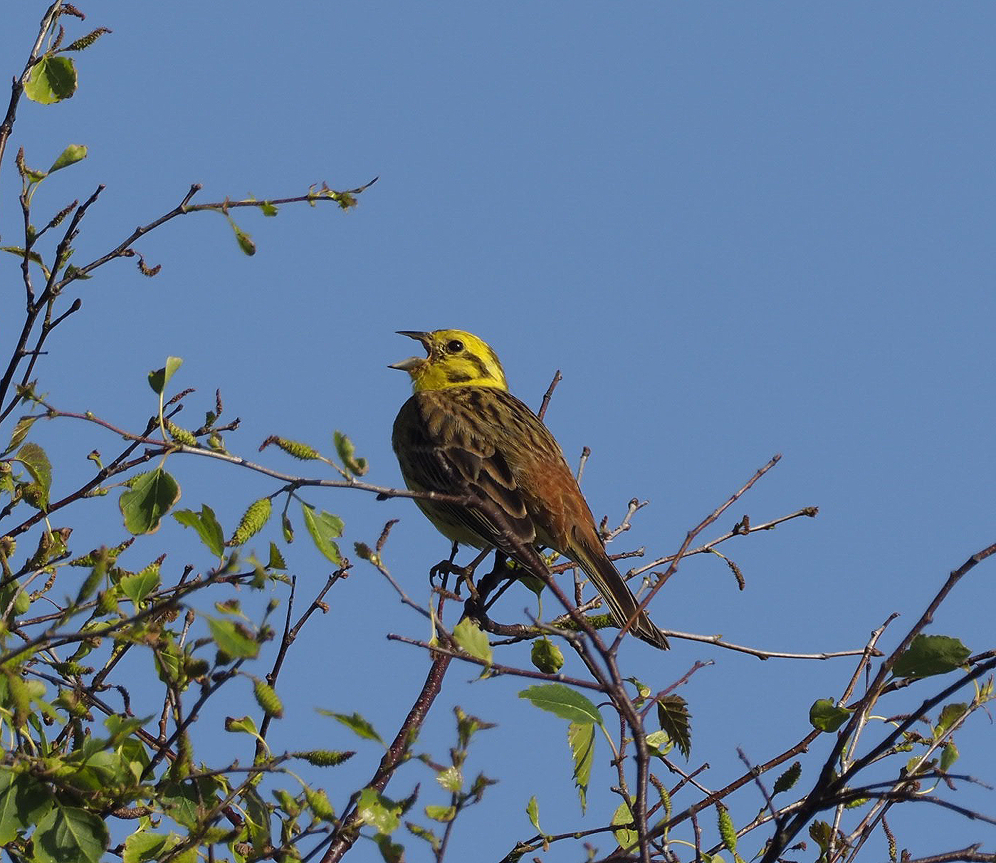 Yellowhammer - 09-06-2021