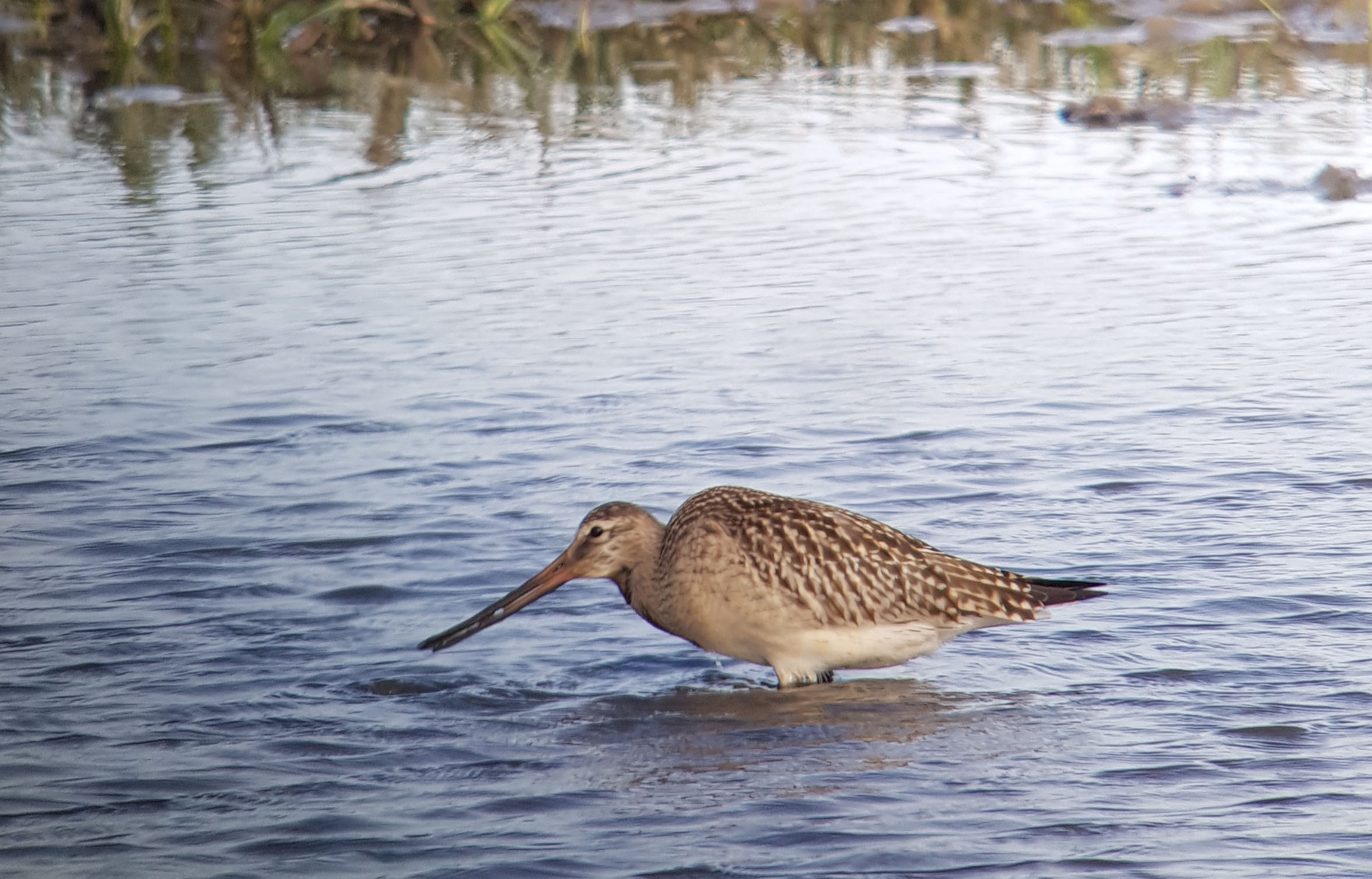Bar-tailed Godwit - 14-08-2026
