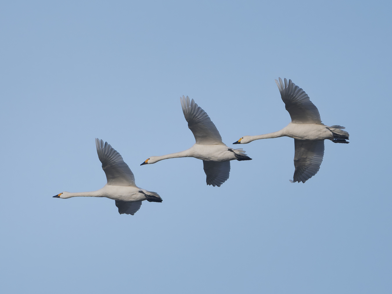 Bewick's Swan - 29-12-2024