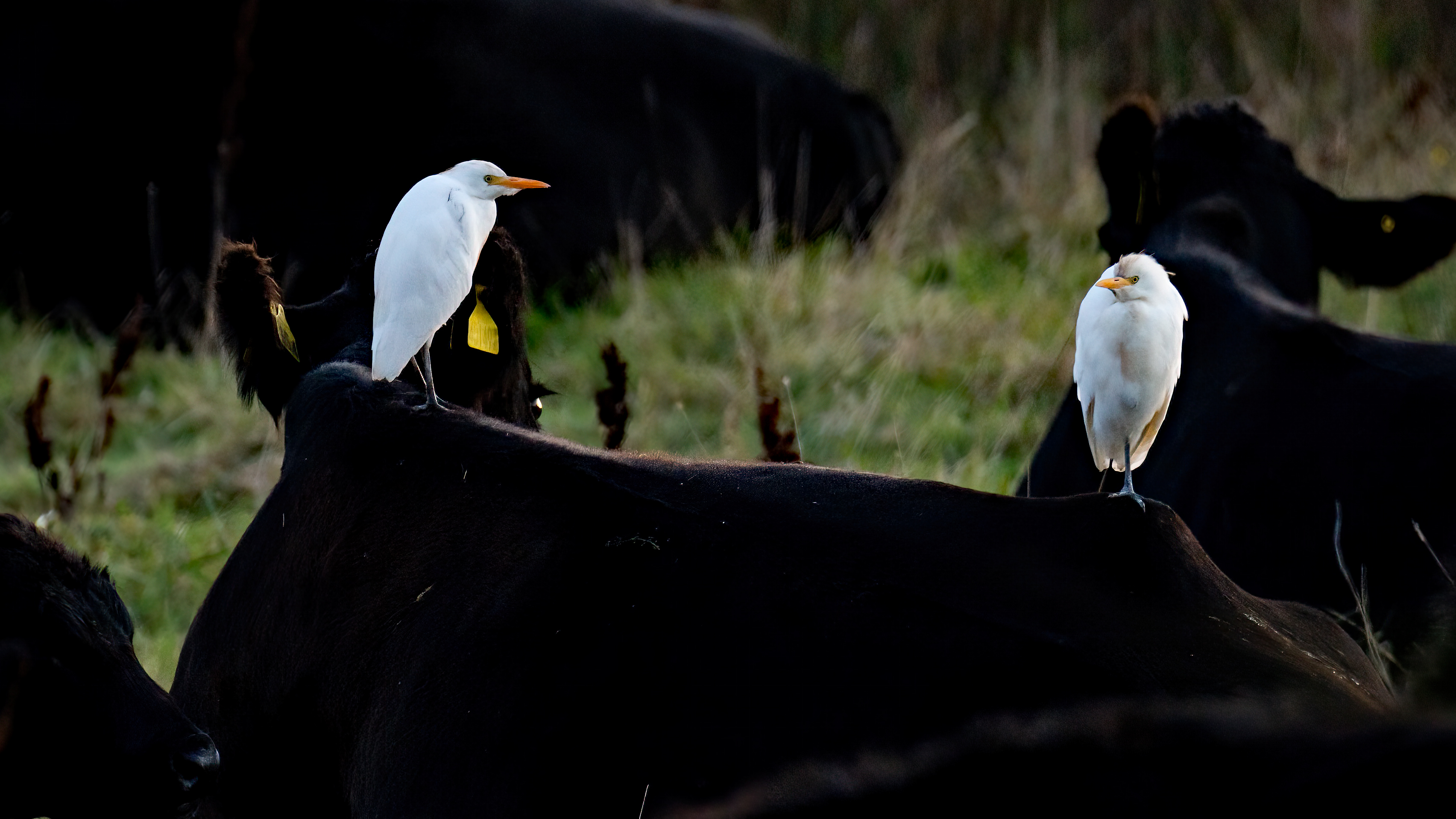 Cattle Egret - 29-09-2024