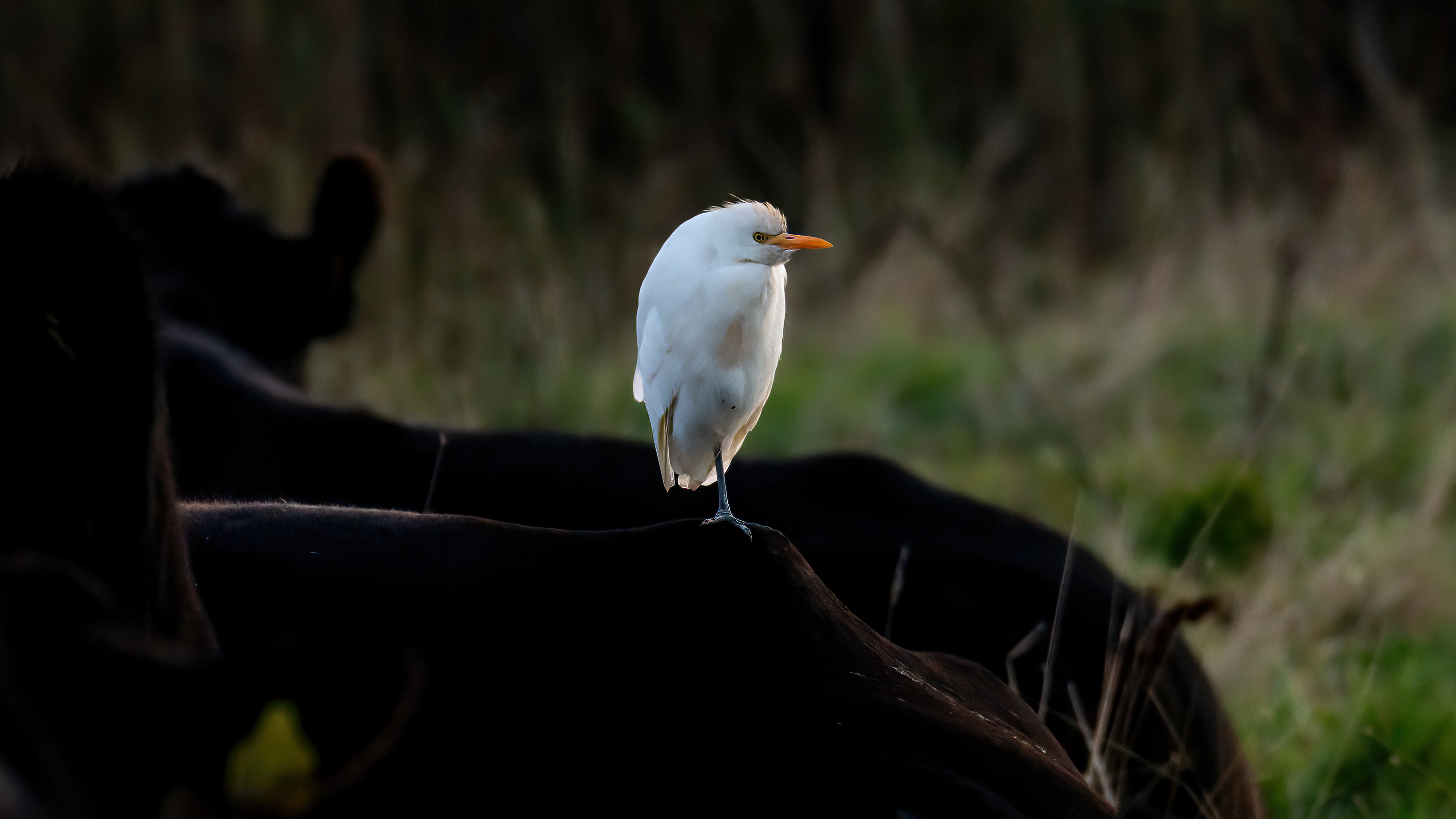 Cattle Egret - 29-09-2024