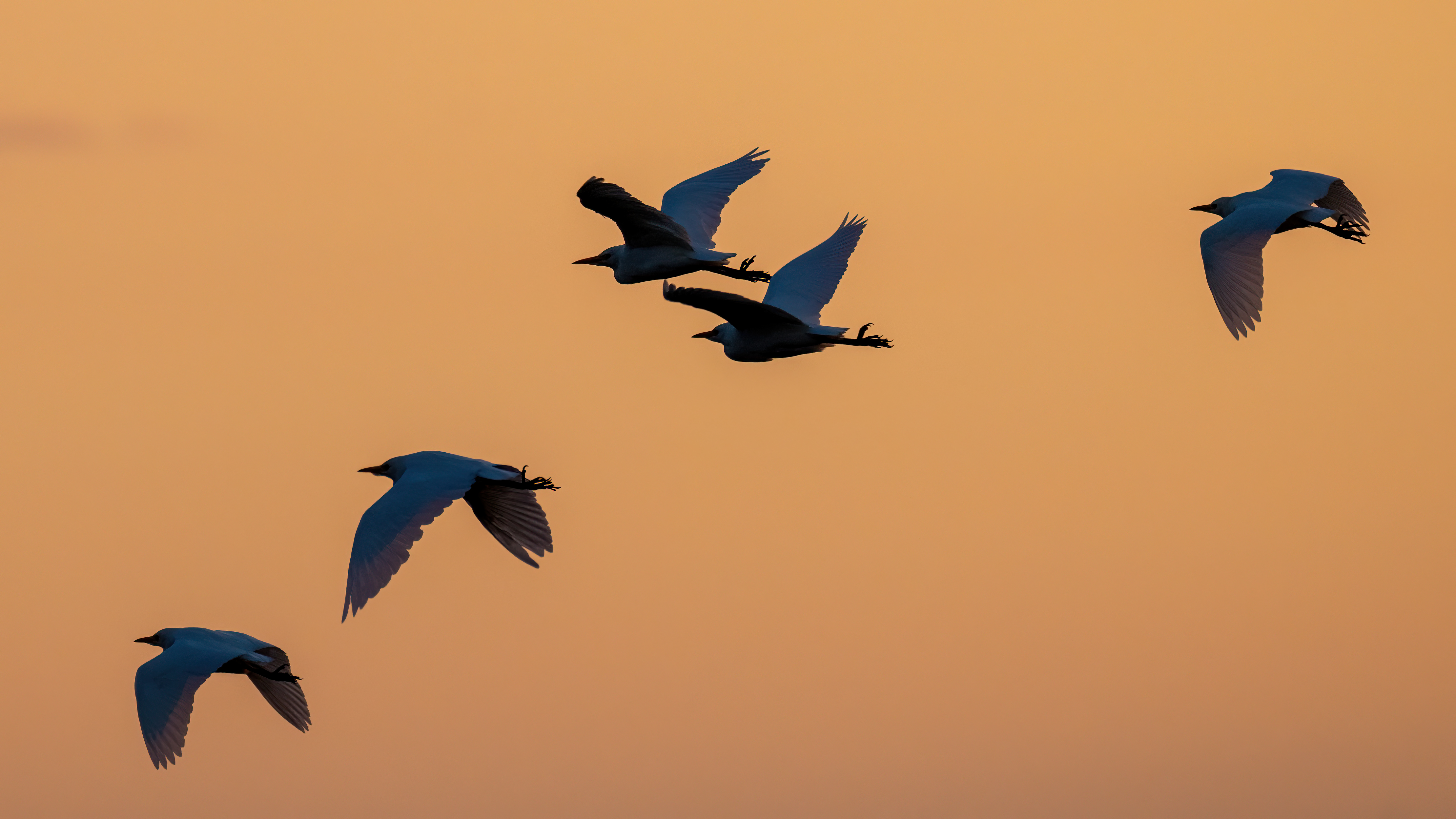 Cattle Egret - 29-09-2024