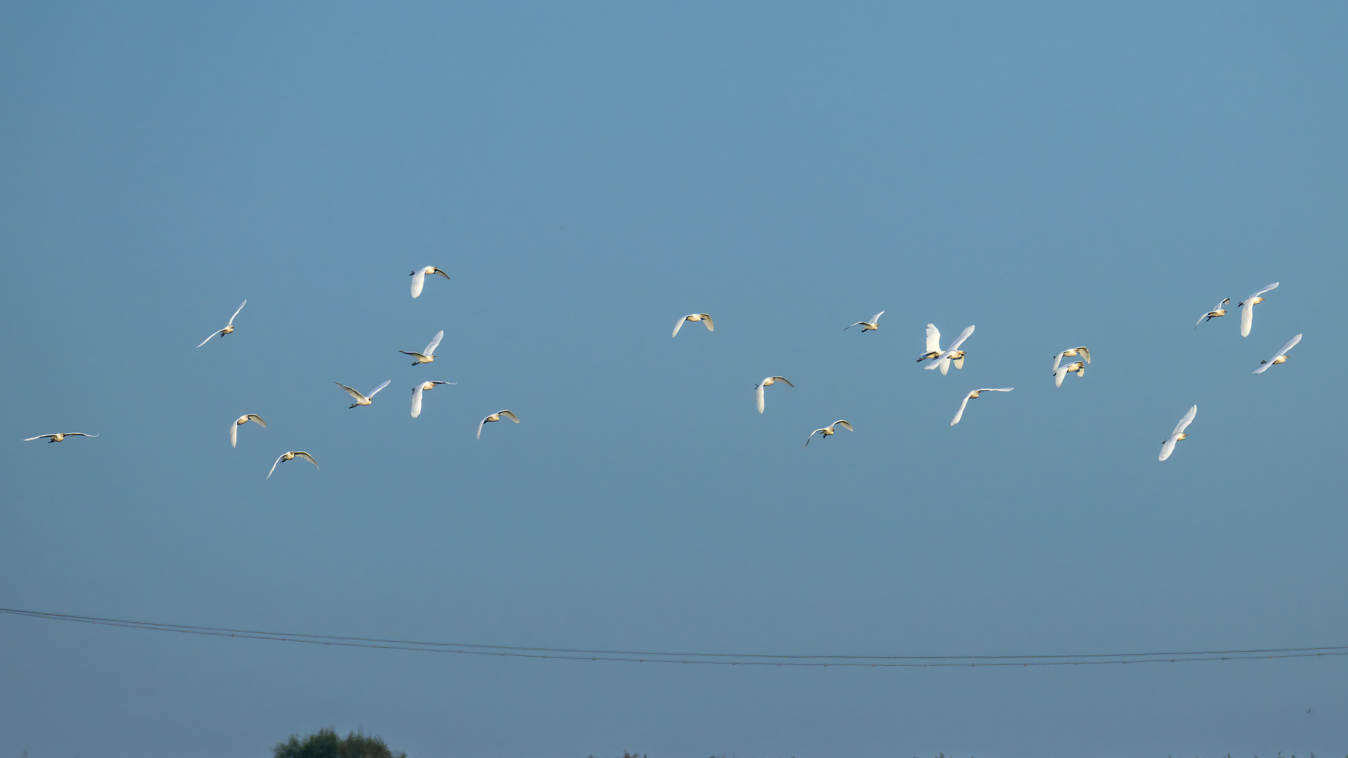 Cattle Egret - 29-09-2024