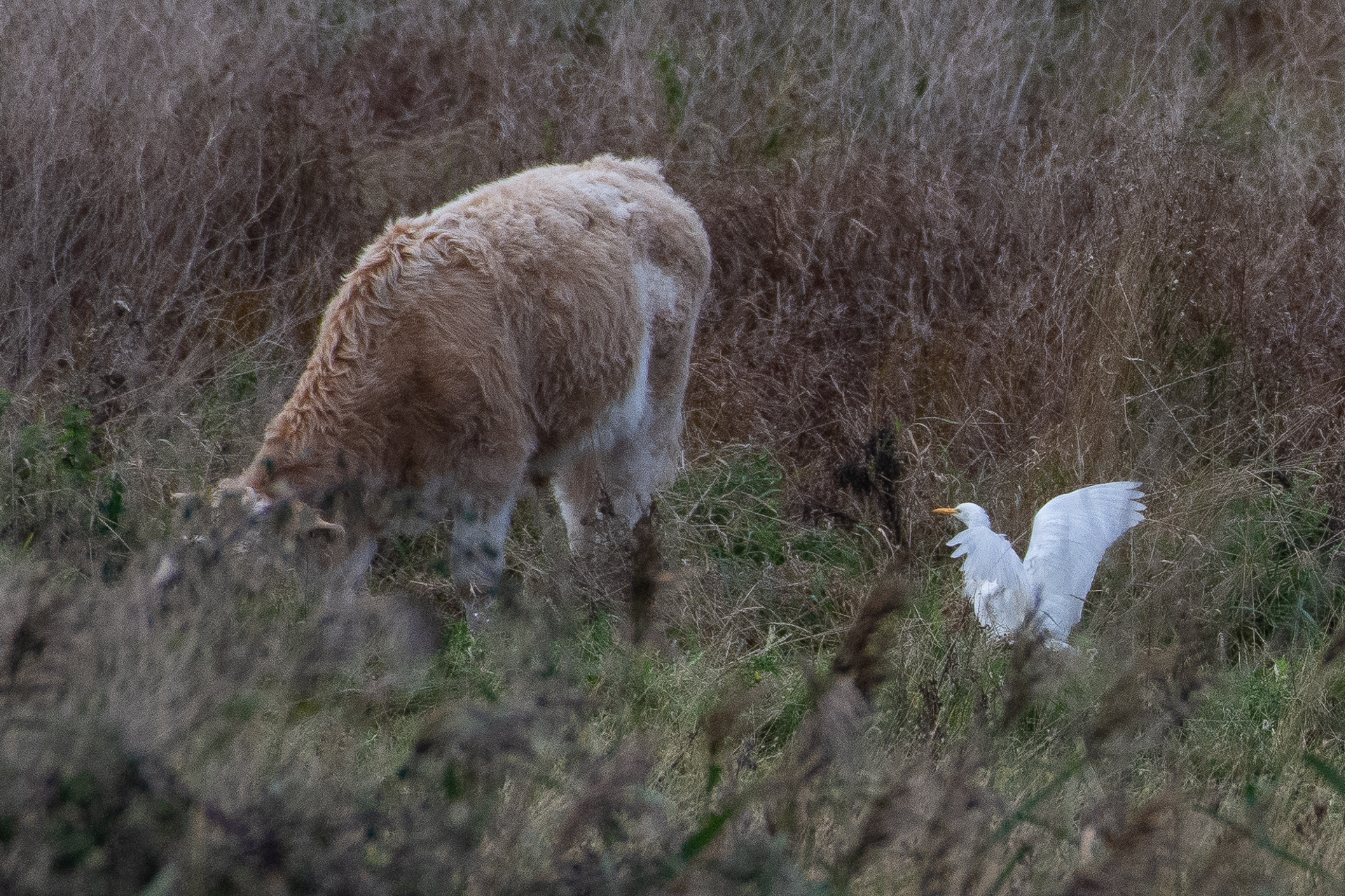 Cattle Egret - 30-10-2023