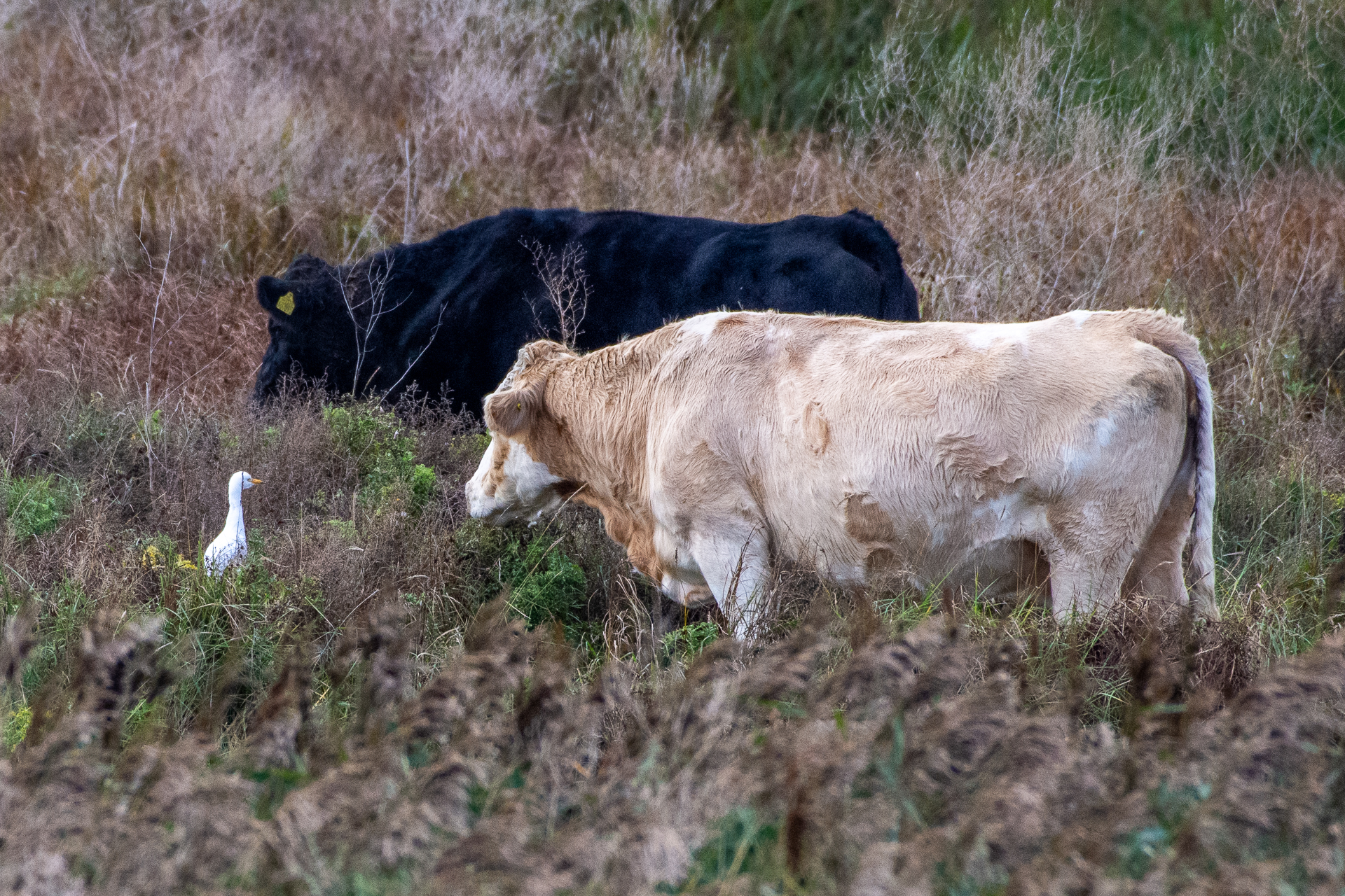 Cattle Egret - 30-10-2023