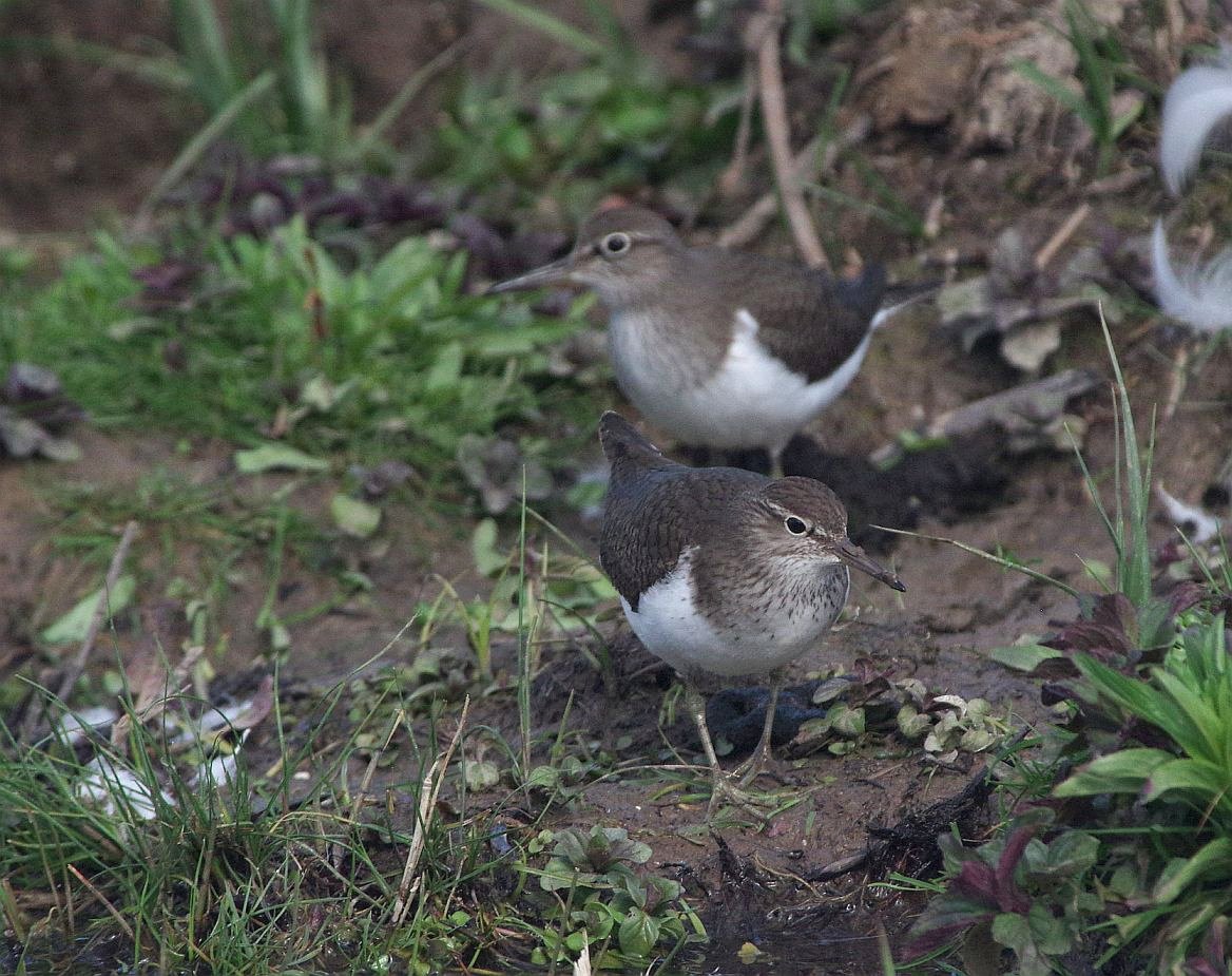 Common Sandpiper - 03-05-2023