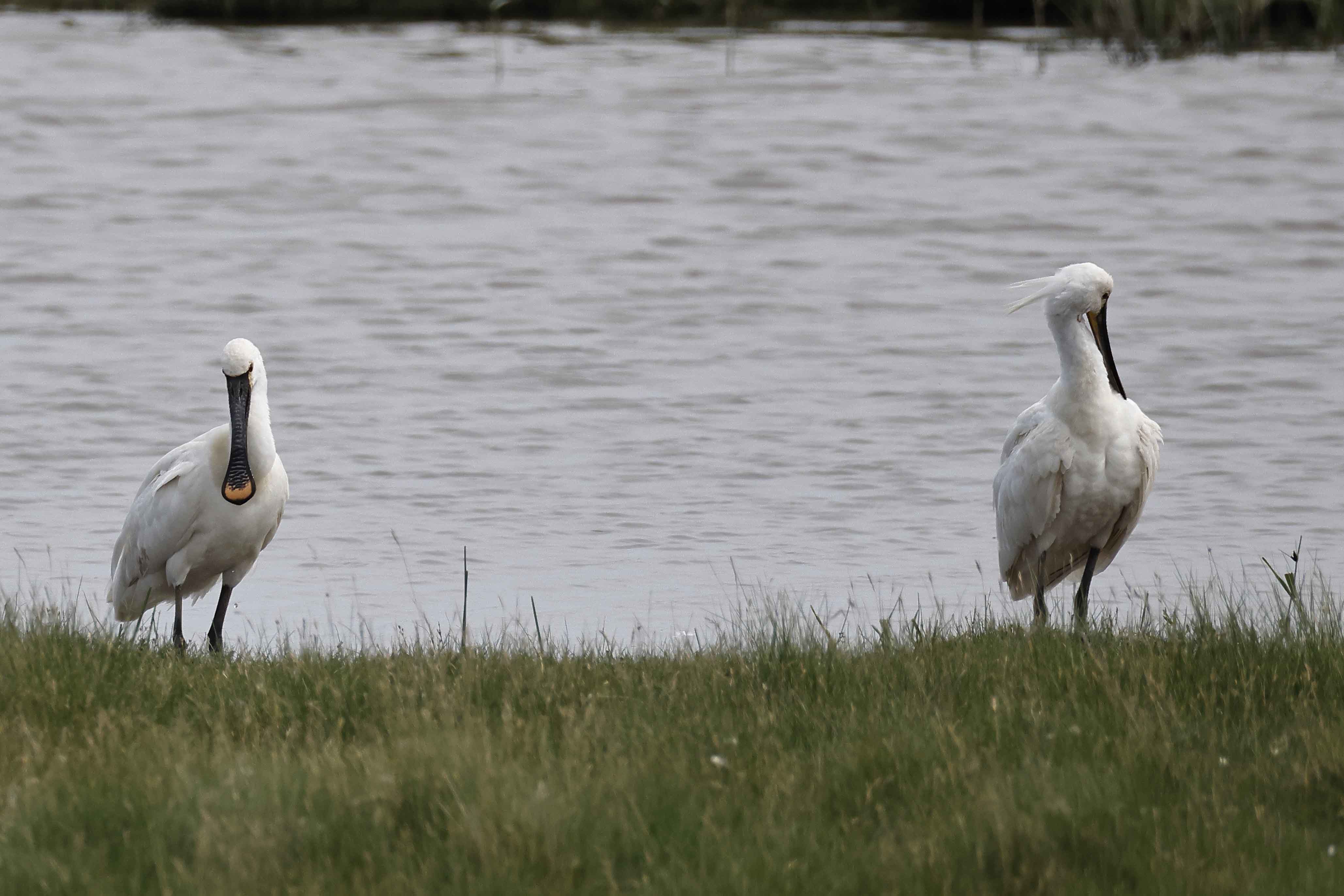 Spoonbill - 17-06-2025
