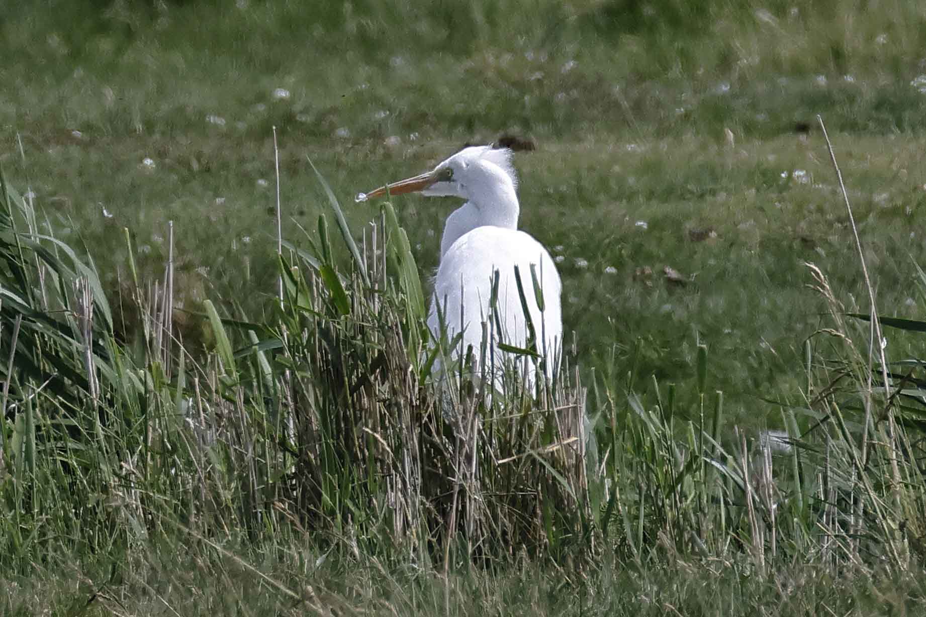 Great White Egret - 17-06-2025