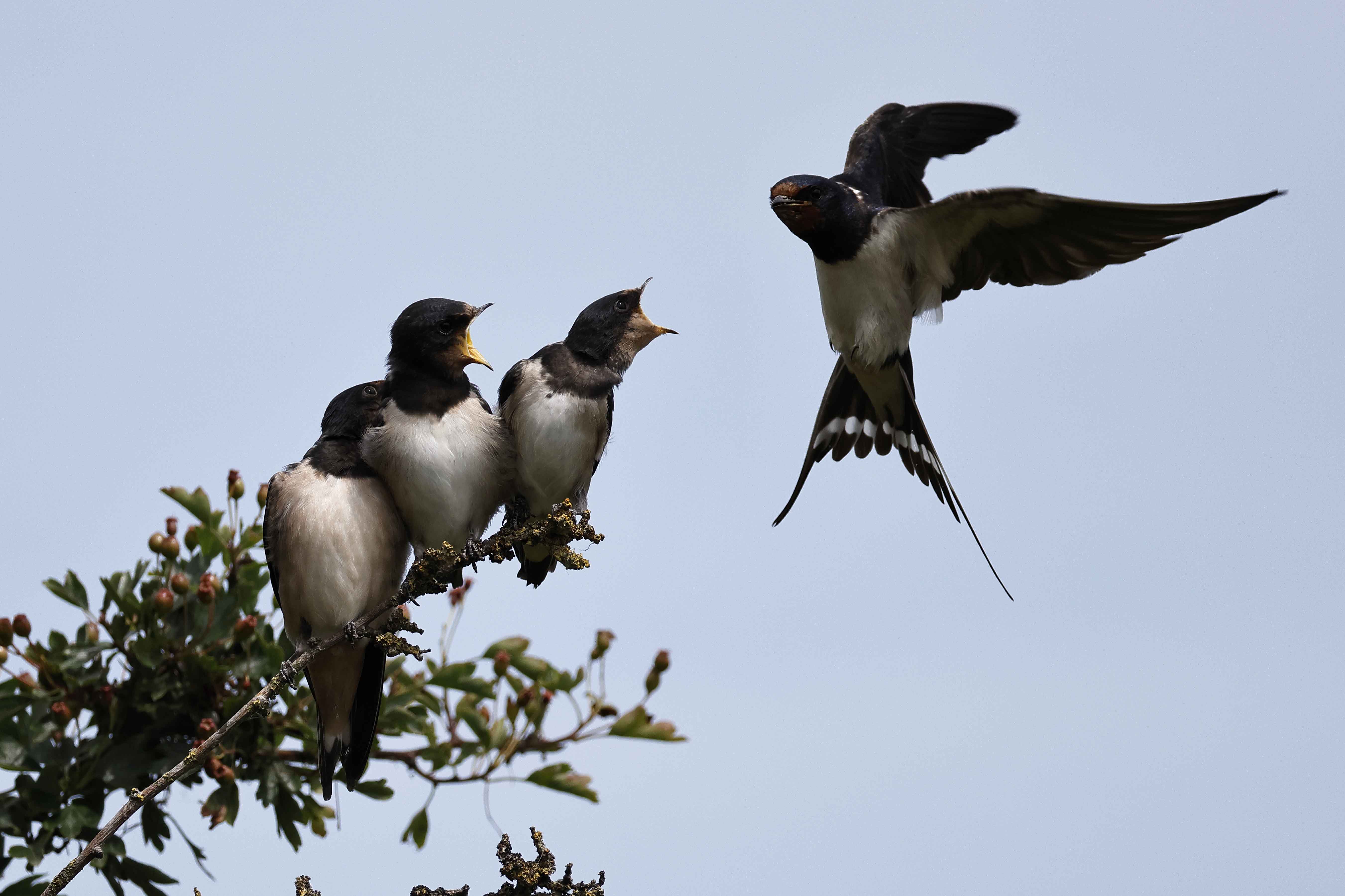 Swallow - 17-06-2025