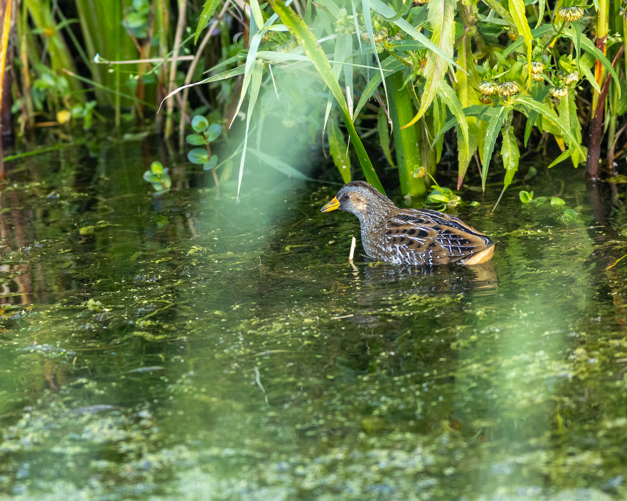 Spotted Crake - 18-09-2023