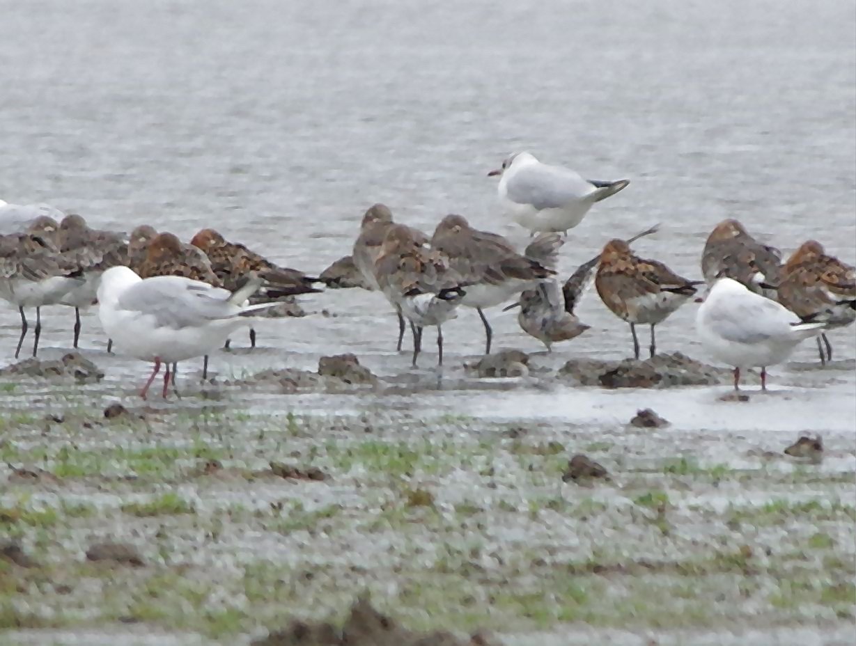 Long-billed Dowitcher - 01-08-2023