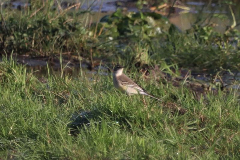 Eastern Yellow Wagtail - 07-11-2020