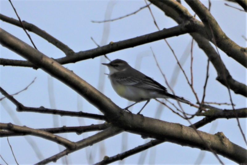 Eastern Yellow Wagtail - 07-11-2020