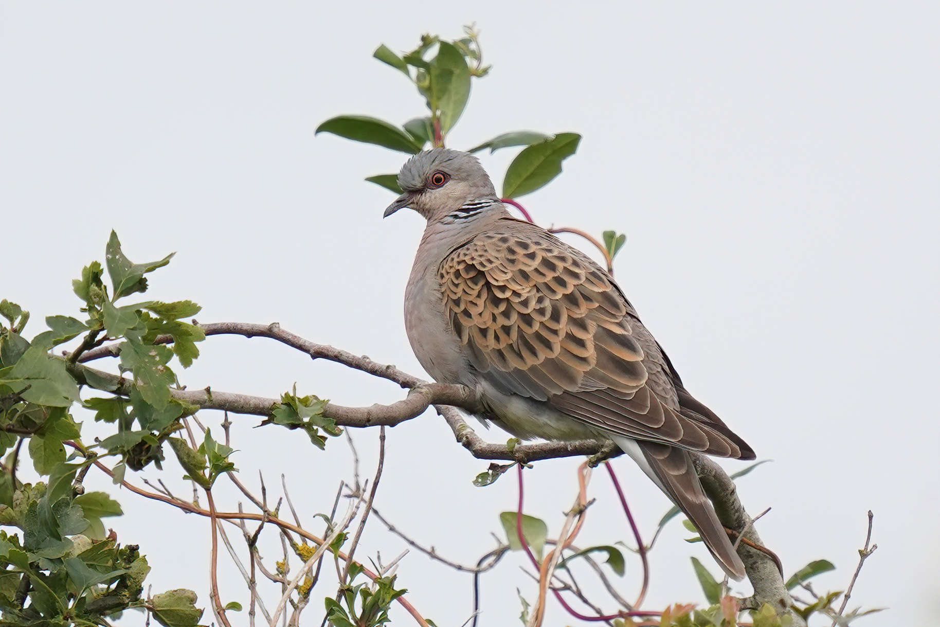 Turtle Dove - 27-08-2021